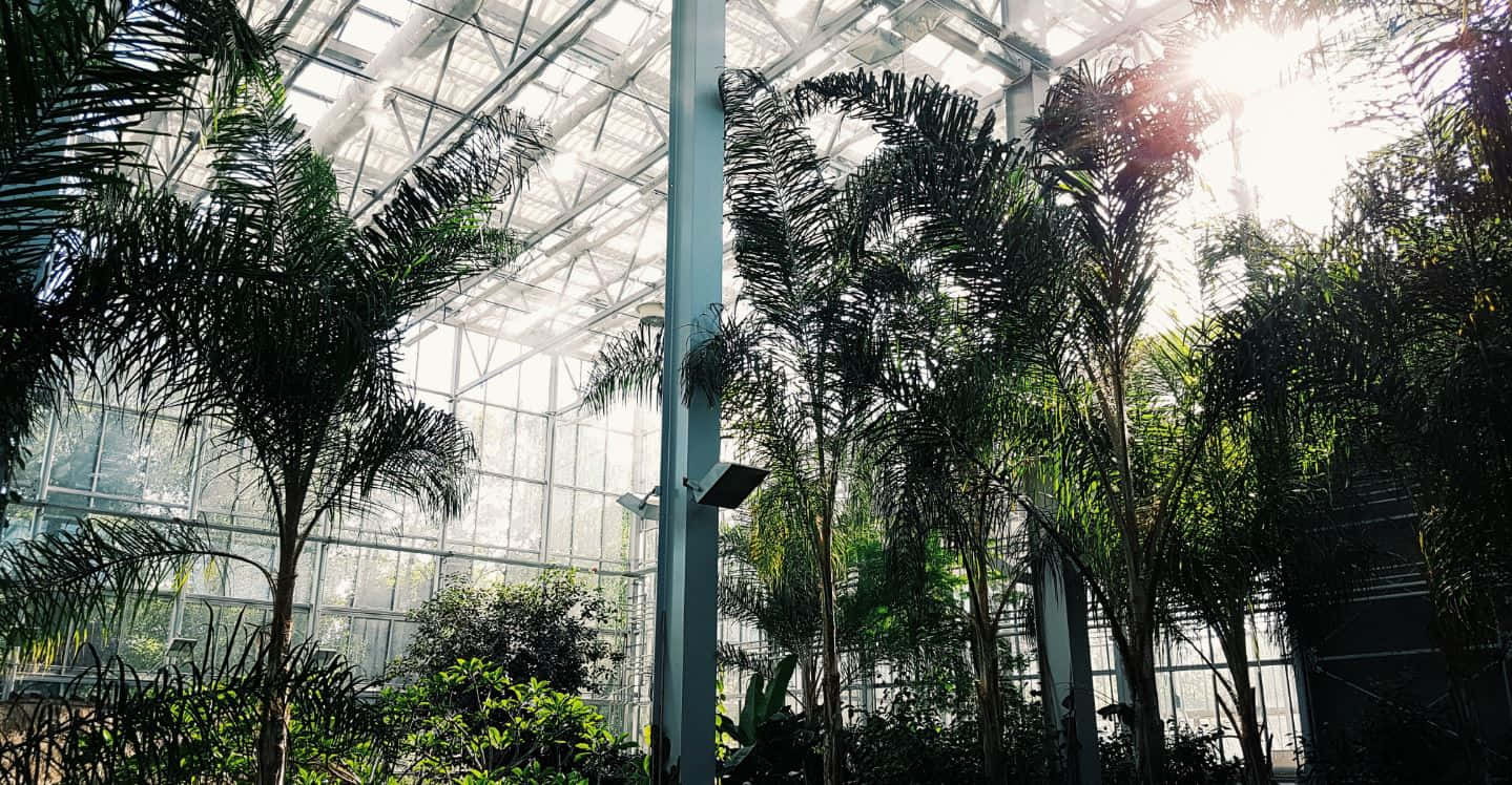 Botanical Garden, glass greenhouse roof, tall palm trees, HD Desktop Wallpaper