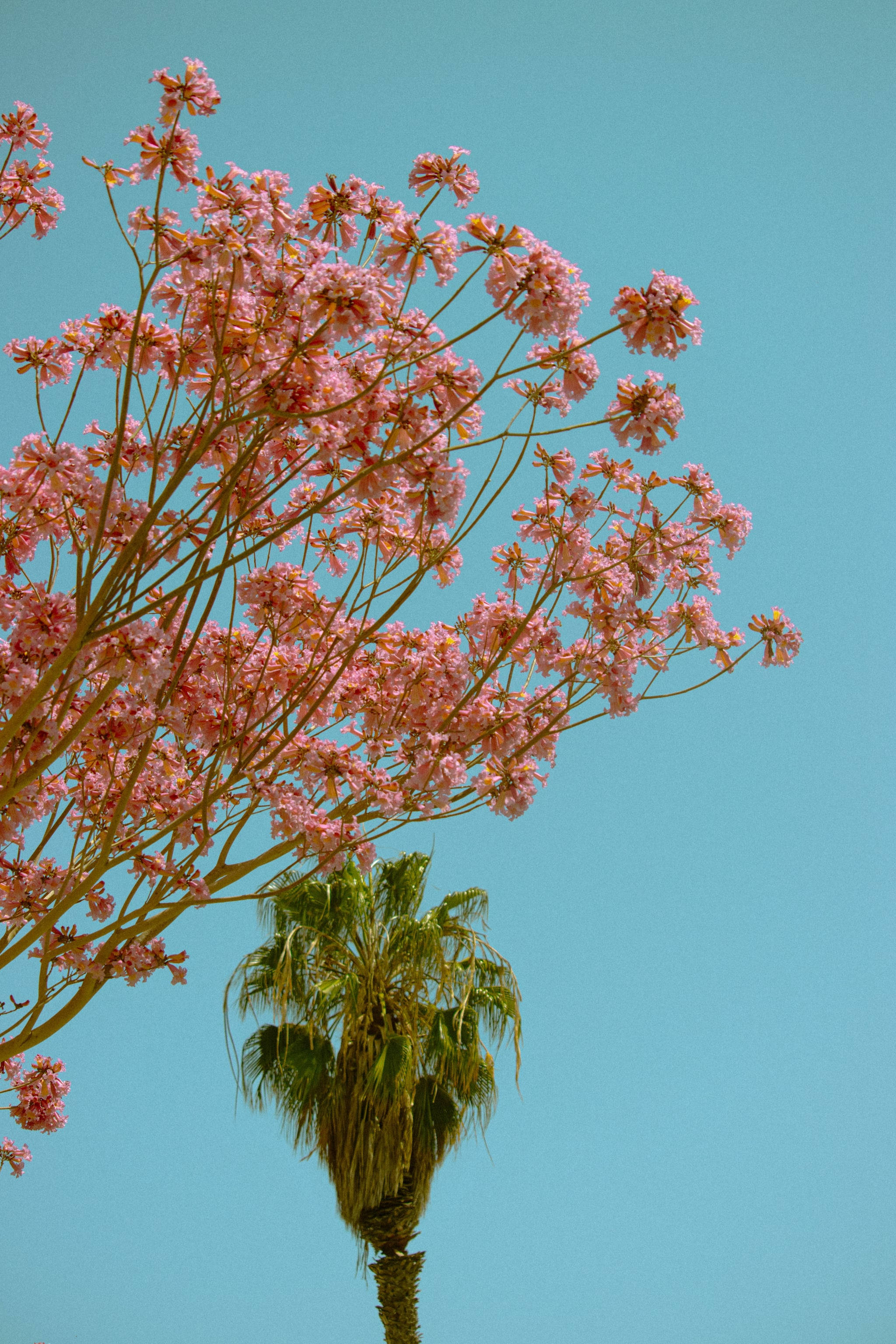 Plant iPhone, pink flowering tree, clear blue sky, 2K Phone Wallpaper