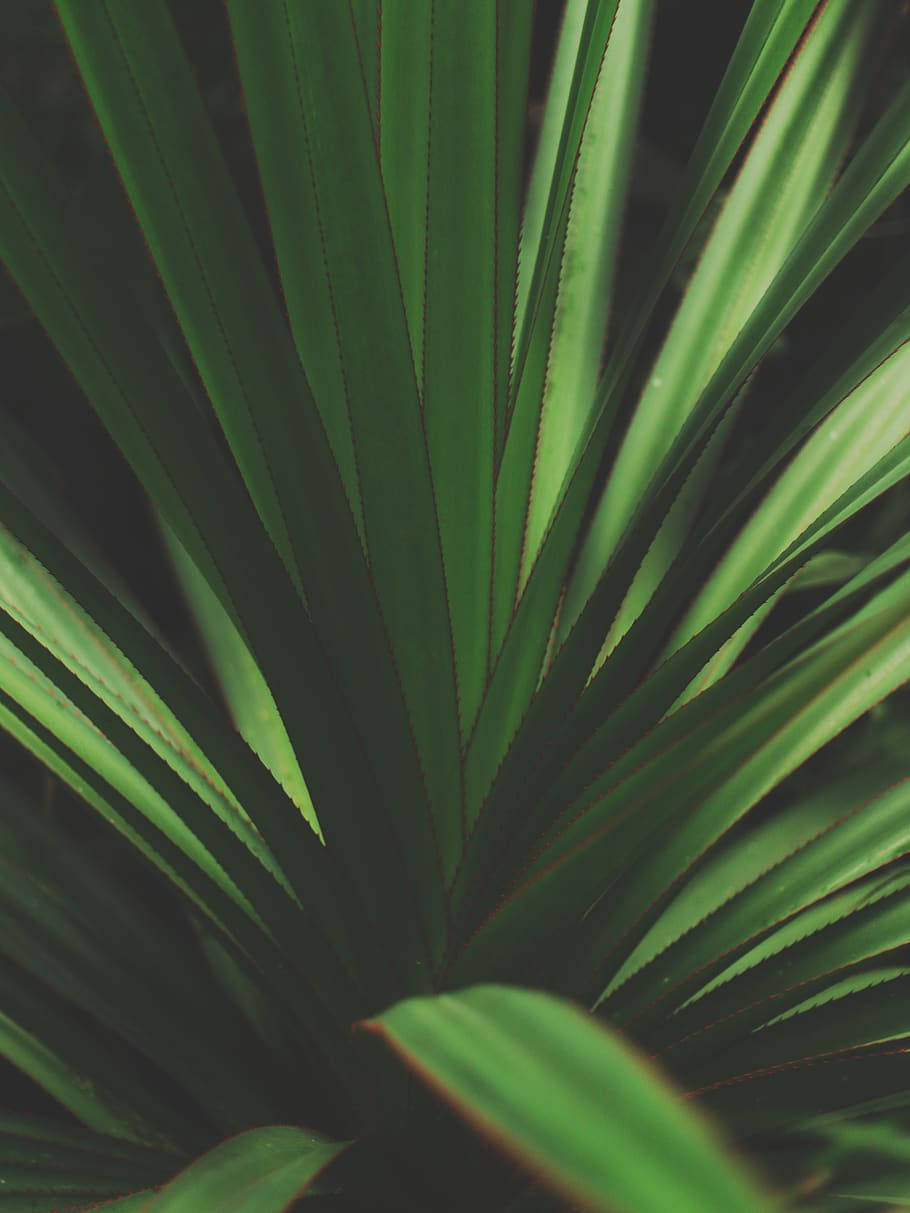Plant iPhone, vibrant green, spiky leaves, SD Phone Wallpaper