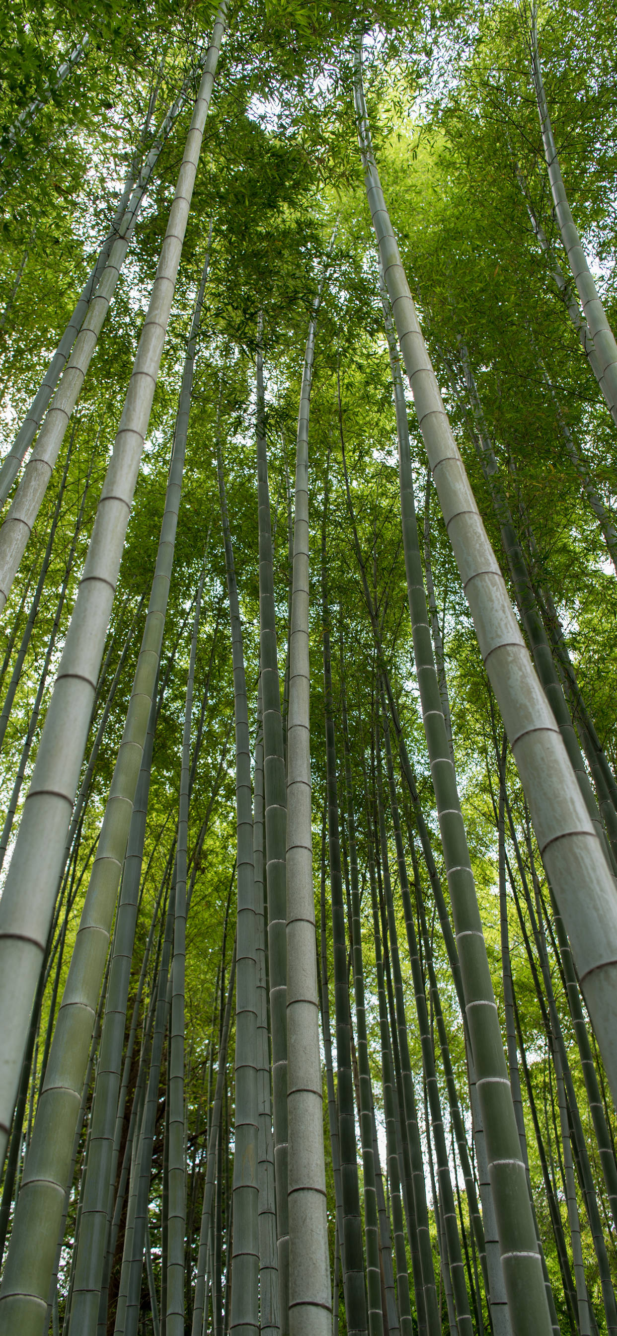 pale bamboo stems, iPhone, dense forest canopy, 2K Phone Wallpaper