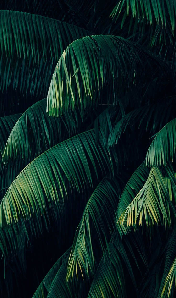 Plants iPhone, tropical palm fronds, emerald green, SD Phone Wallpaper