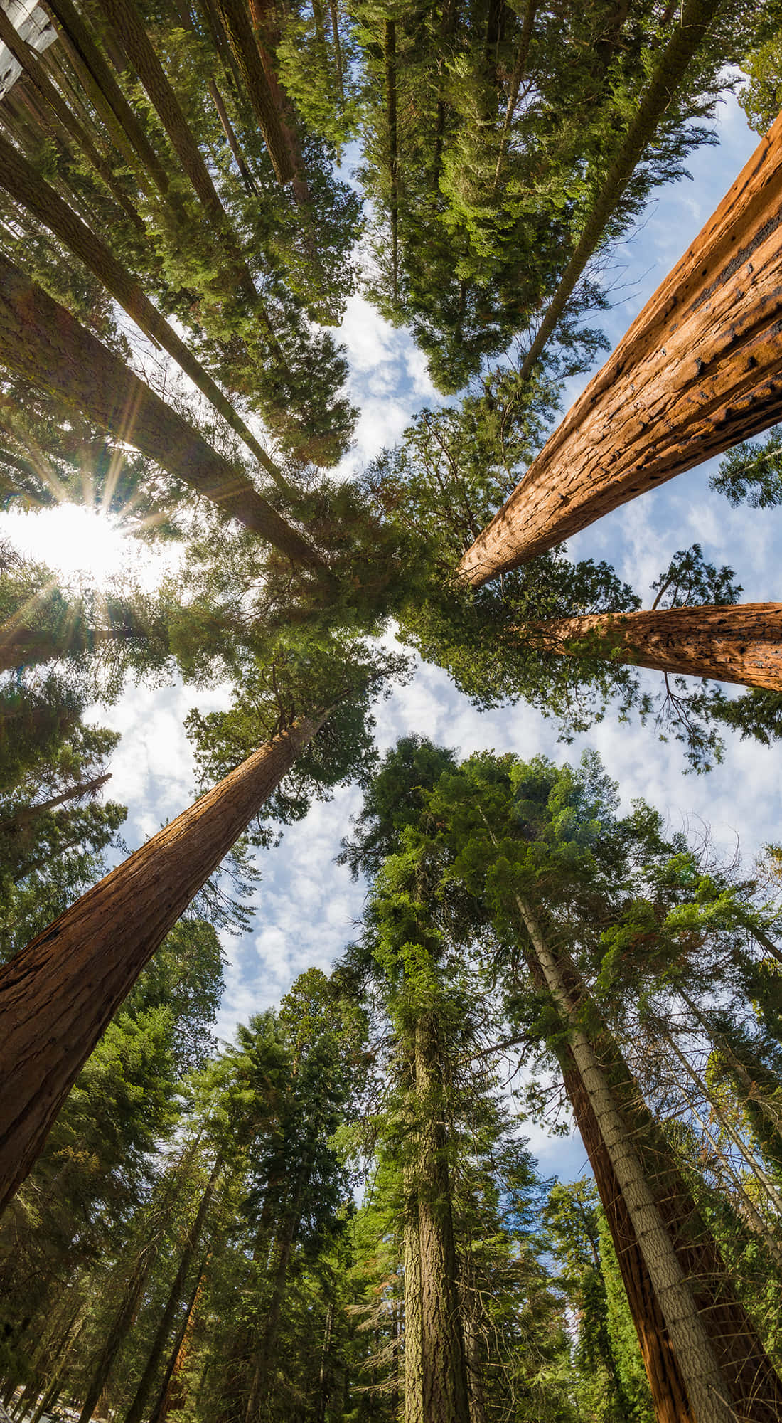 Trees iPhone, redwood trees, blue sky, Full HD Phone Wallpaper