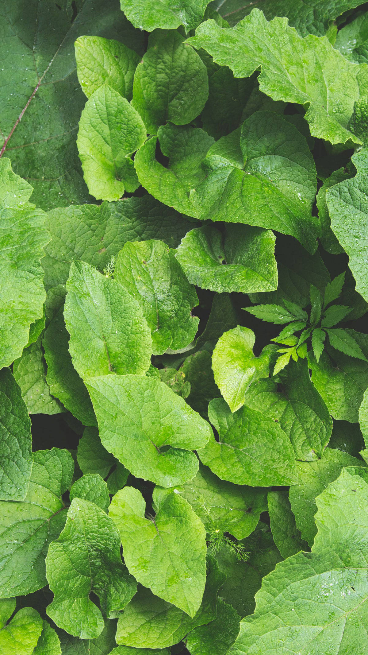 Plant iPhone, vibrant green leaves, water droplets, Full HD Phone Wallpaper