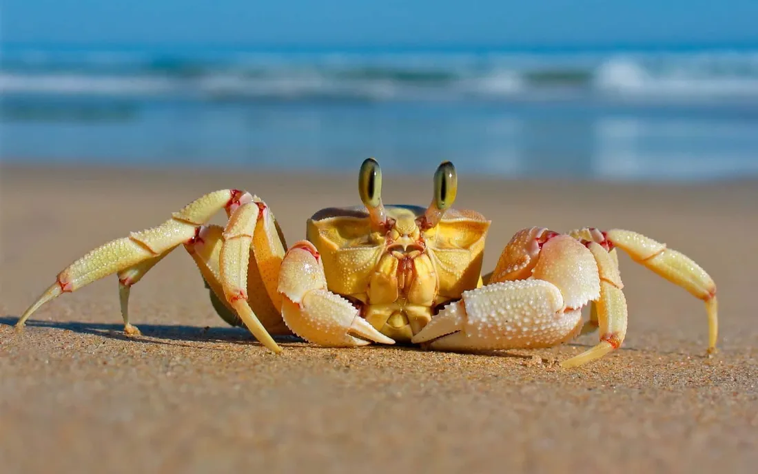 Hermit Crab