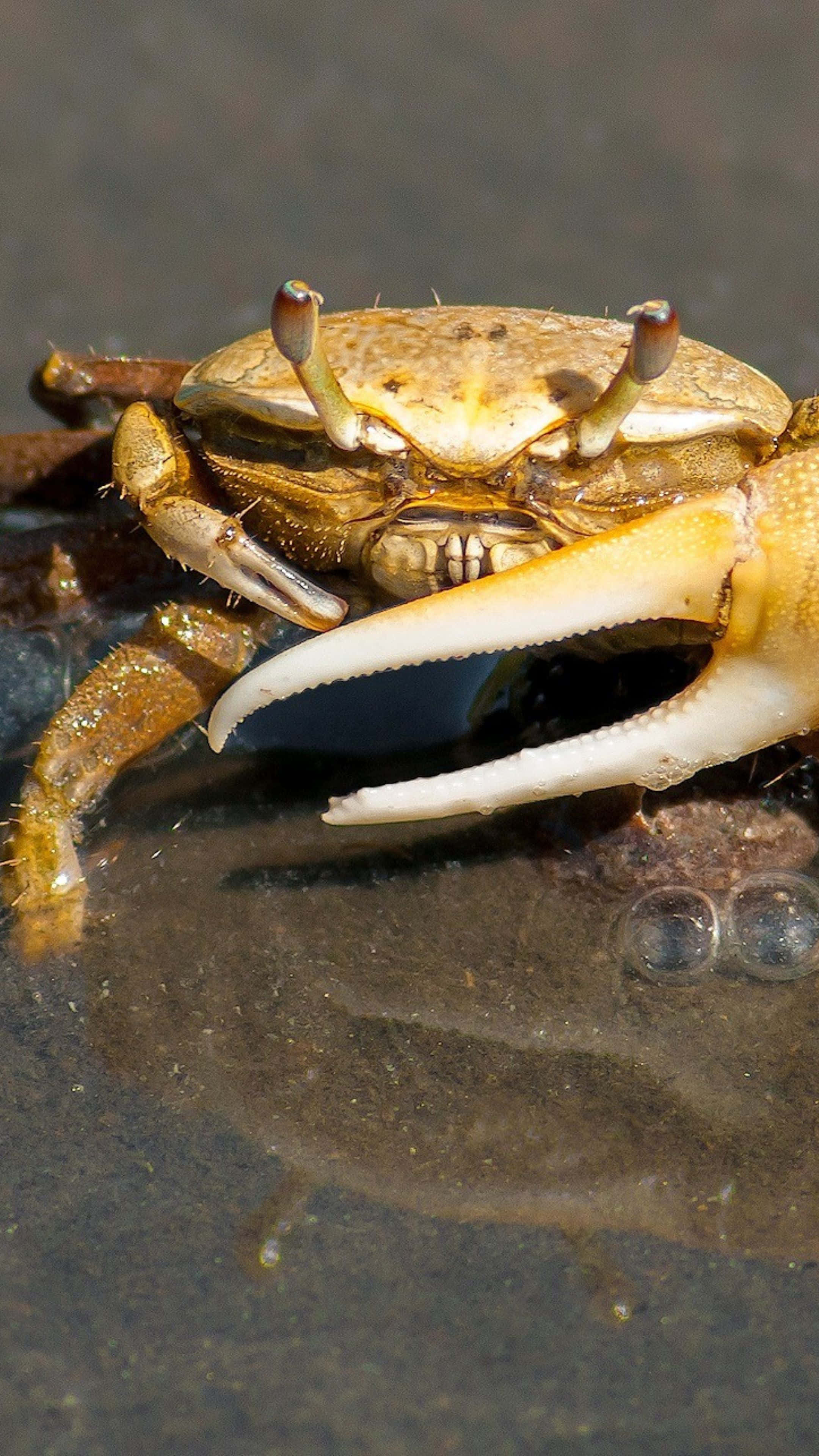 brown crab, white claw, shallow water, 4K Phone Wallpaper