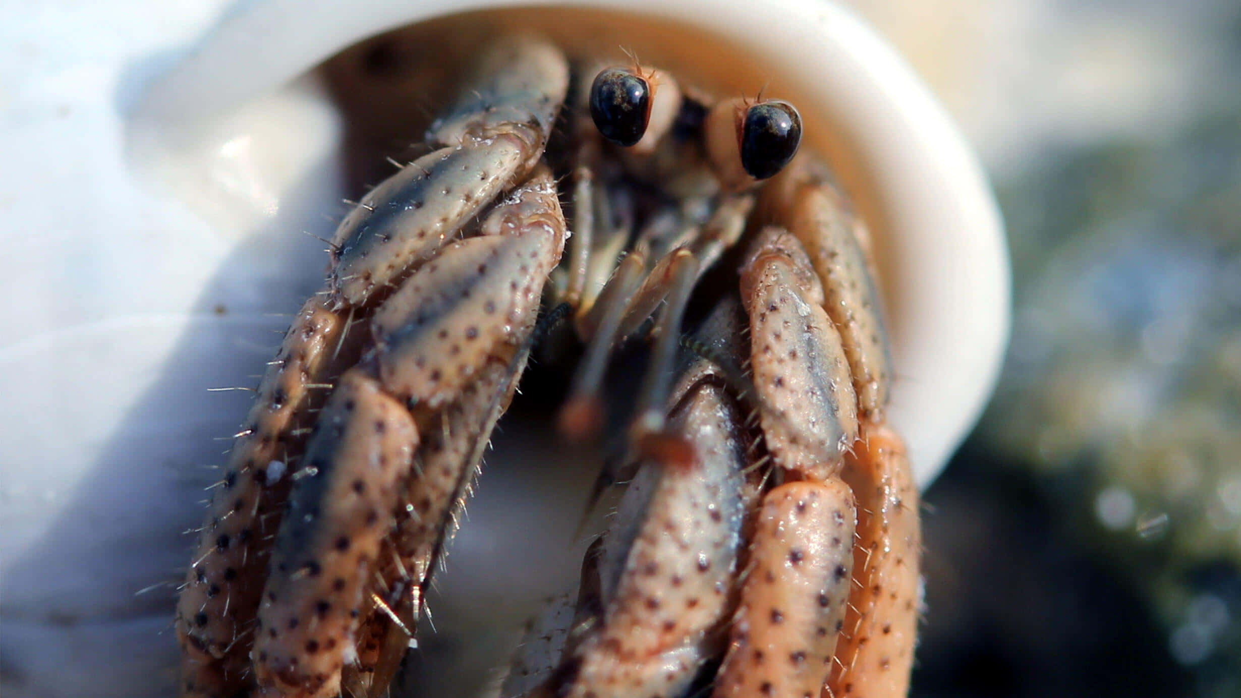 hermit crab, white spiral shell, spiny claws, Full HD Desktop Wallpaper