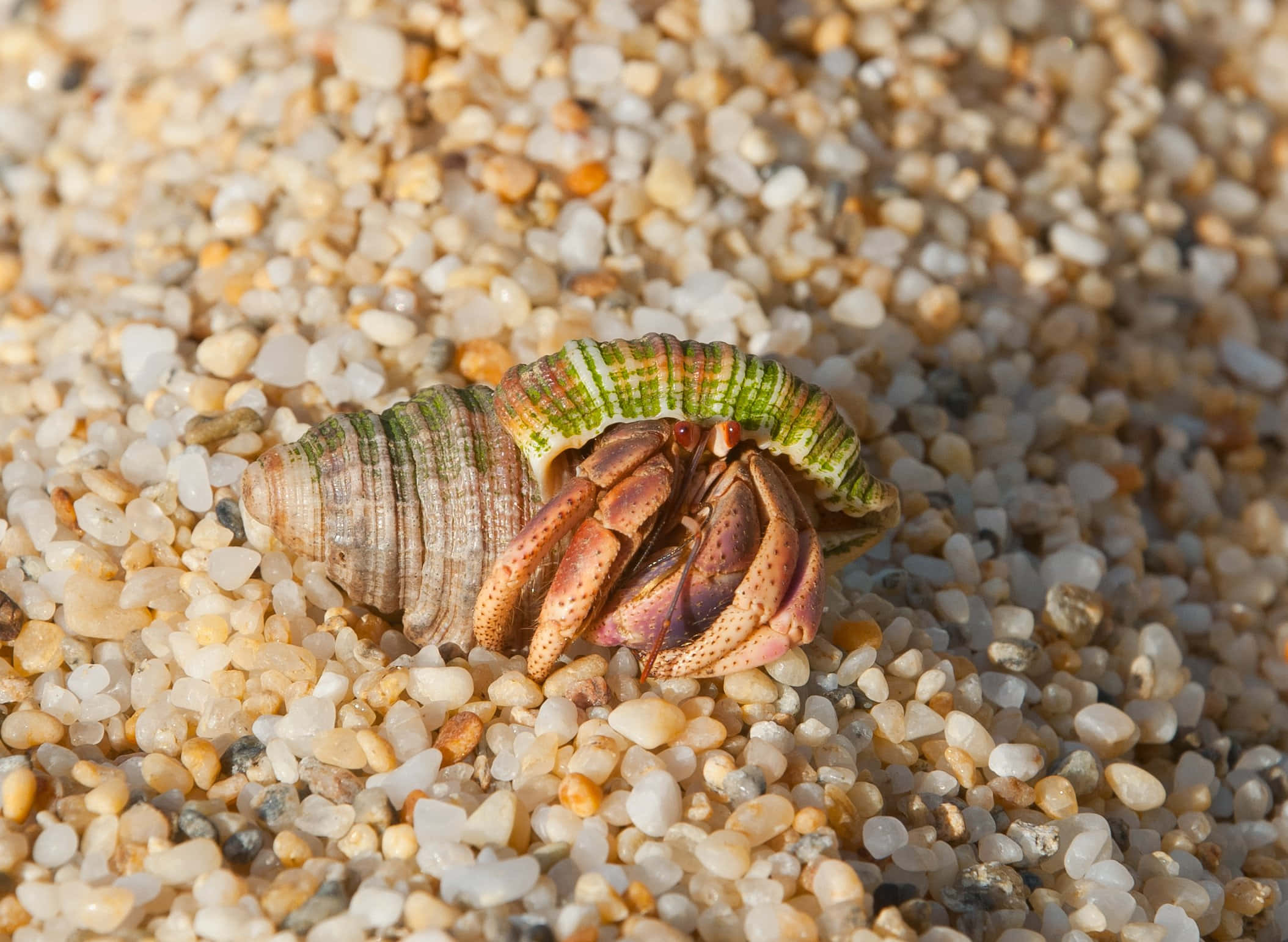 vibrant hermit crab, green striped shell, tropic shore, Full HD Desktop Wallpaper