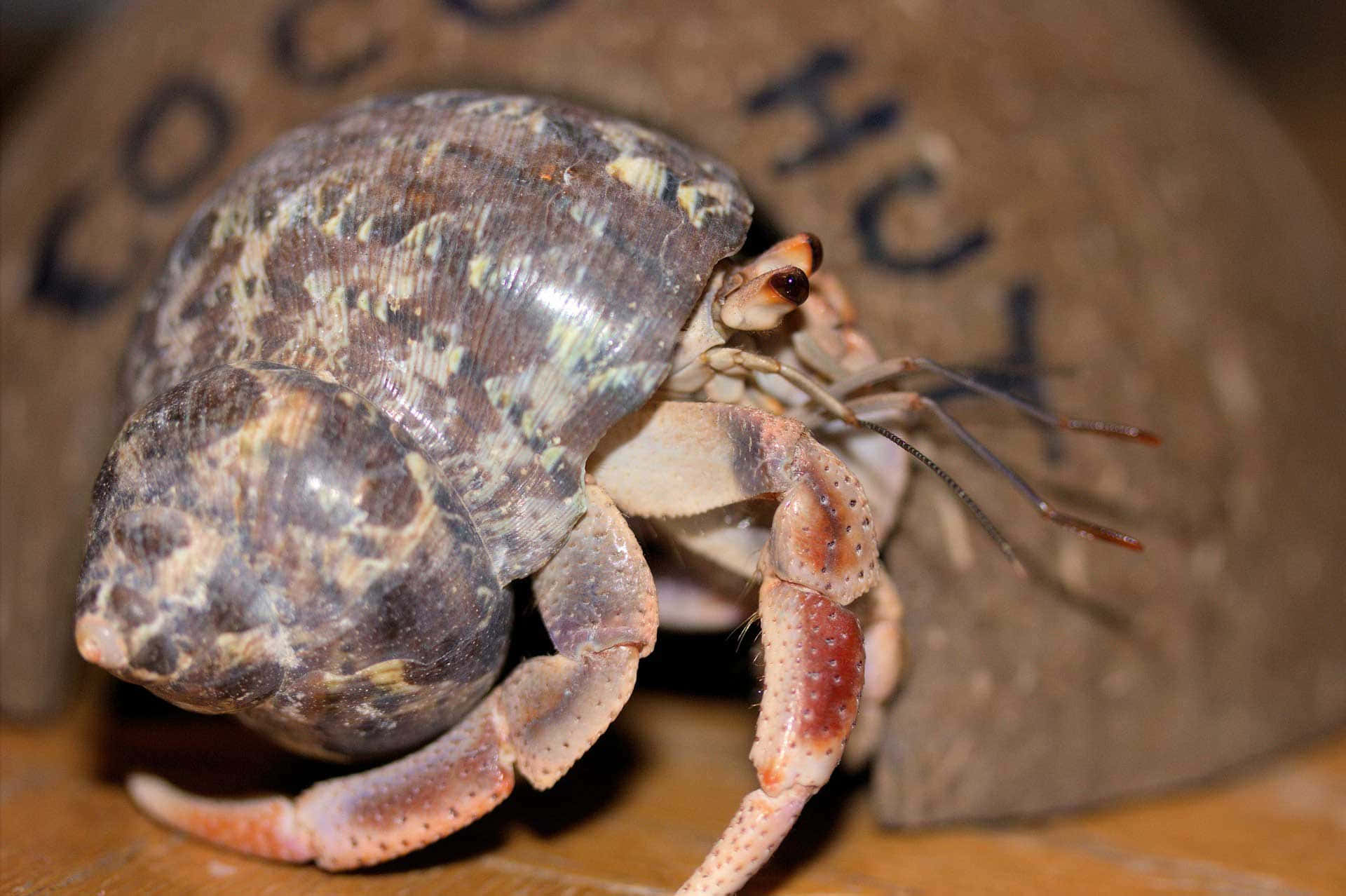 hermit crab, tropical seashell, speckled shell, Full HD Desktop Wallpaper