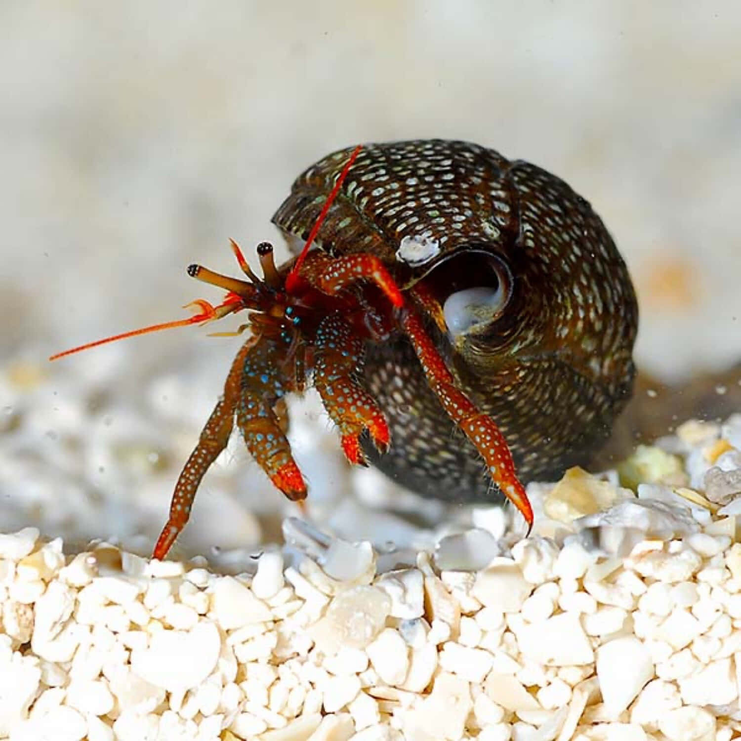 red hermit crab, blue speckles, spotted shell, HD Desktop Wallpaper