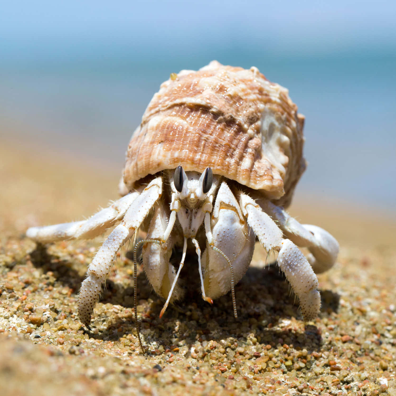 hermit crab, sandy beach, brown textured shell, HD Desktop Wallpaper