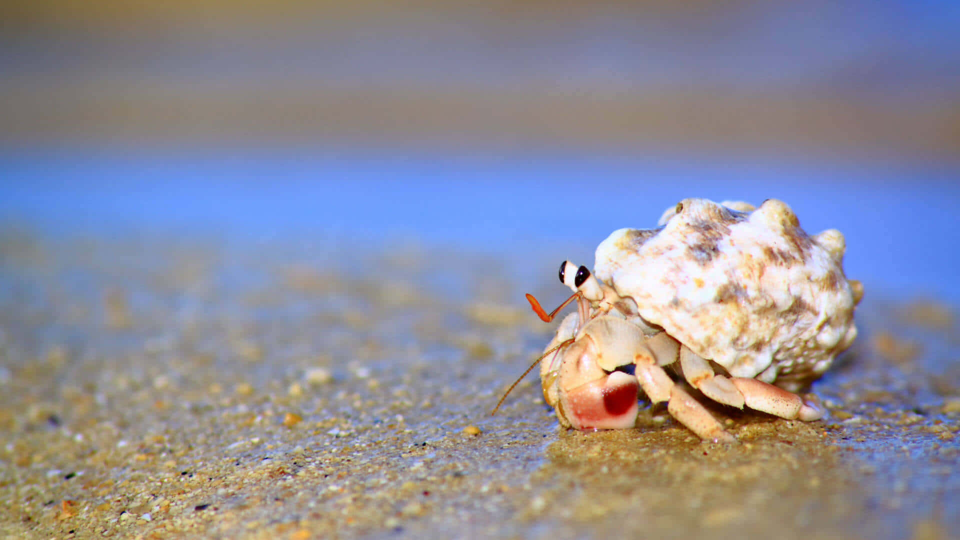 hermit crab, textured shell, wet golden sand, Full HD Desktop Wallpaper