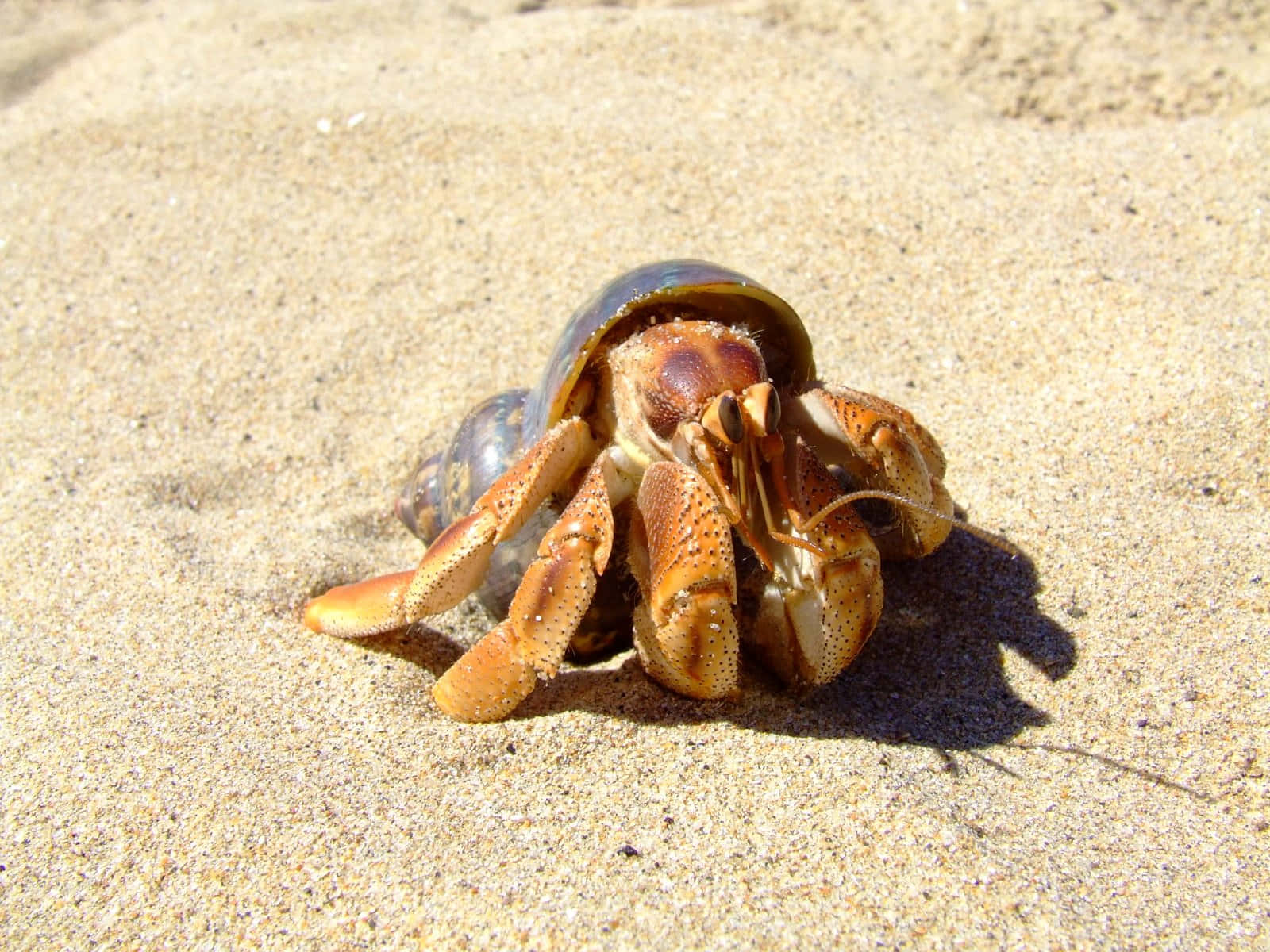 hermit crab, spotted orange claws, glossy shell, HD Desktop Wallpaper