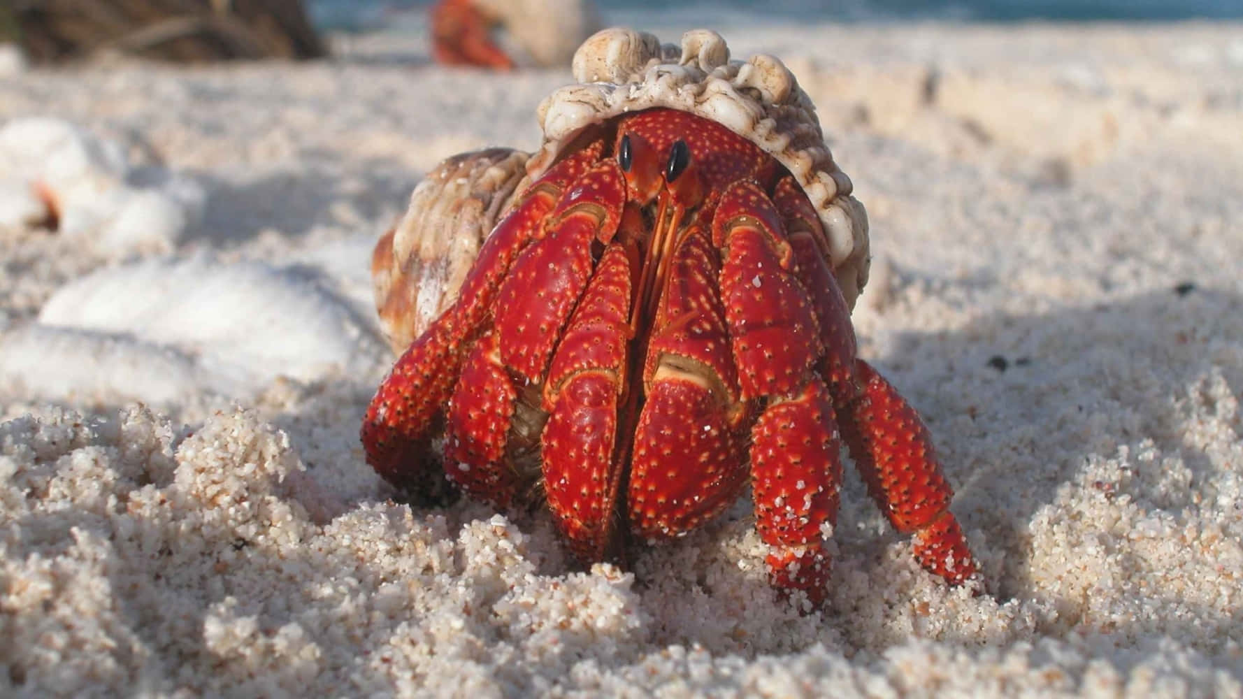 hermit crab, vibrant red, textured shell, HD Desktop Wallpaper