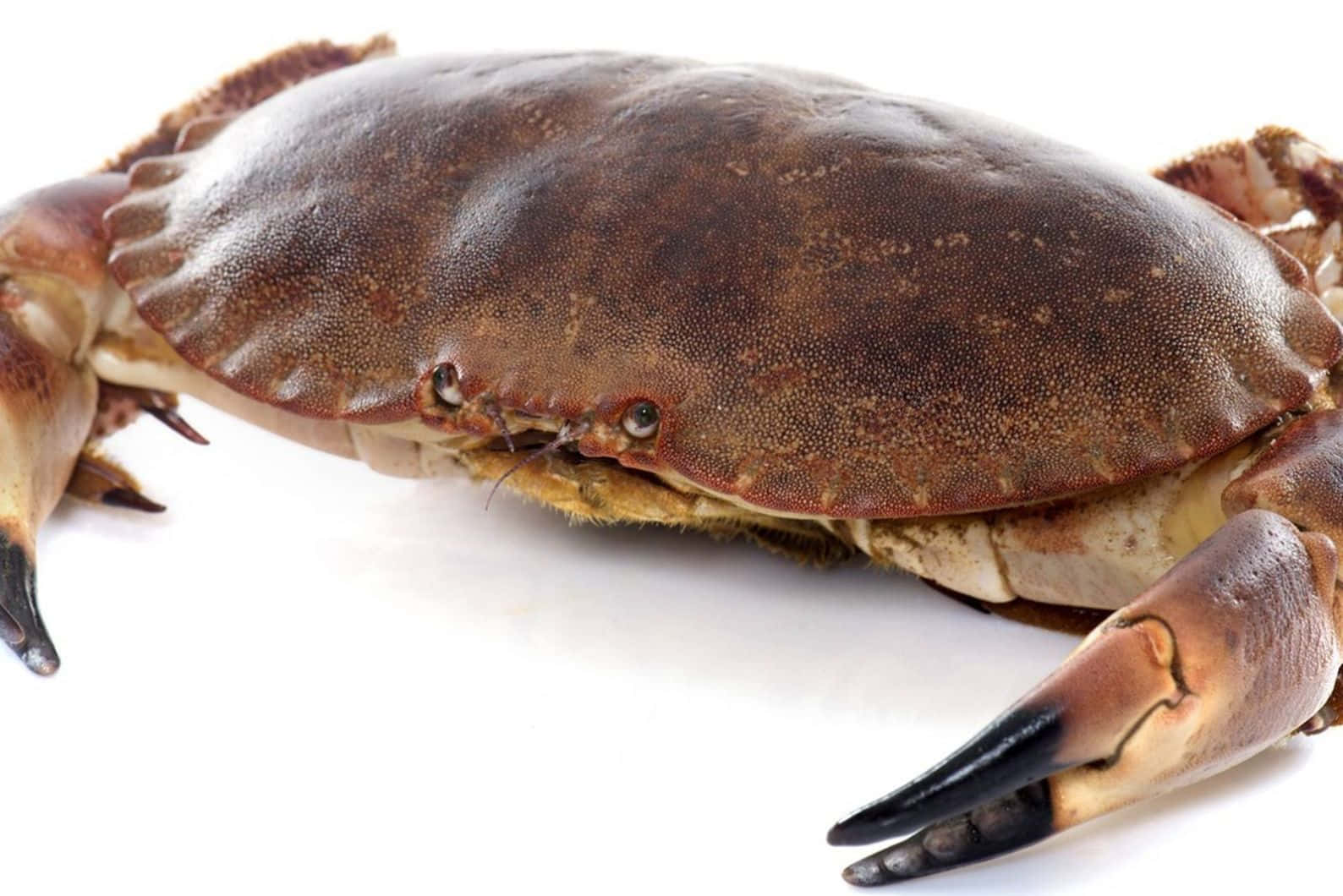 brown crab, textured shell, black-tipped claws, HD Desktop Wallpaper