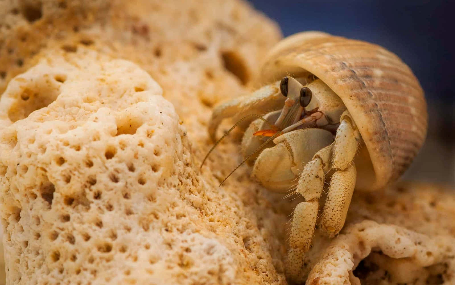 hermit crab, beach, porous coral, HD Desktop Wallpaper