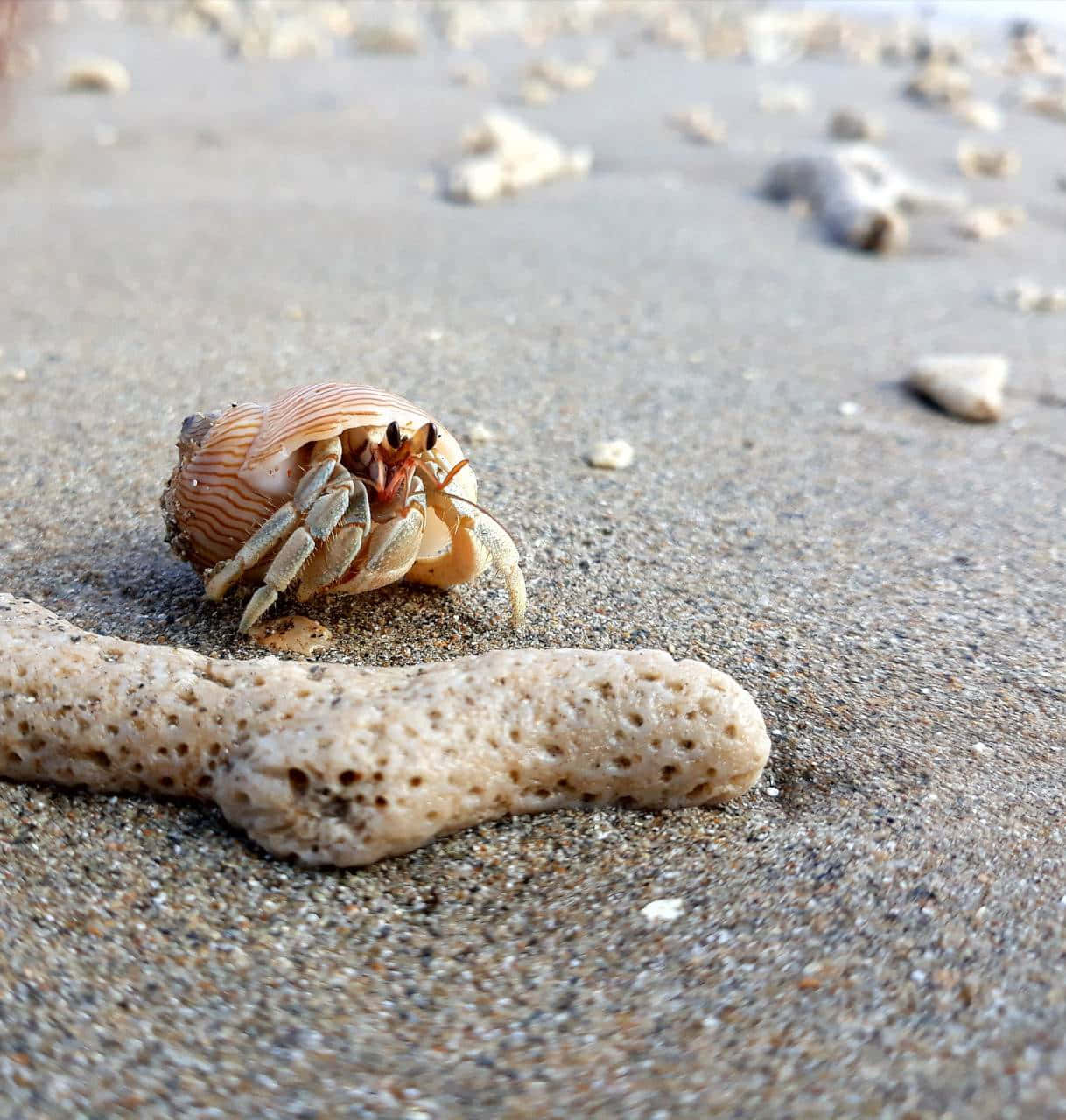 hermit crab, striped shell, wet sand, HD Phone Wallpaper