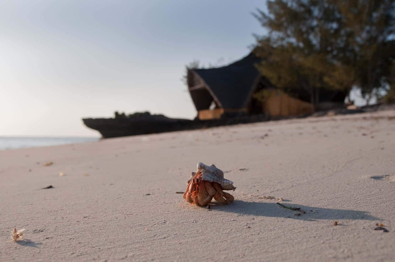 hermit crab, white sand, wooden beach hut, HD Desktop Wallpaper
