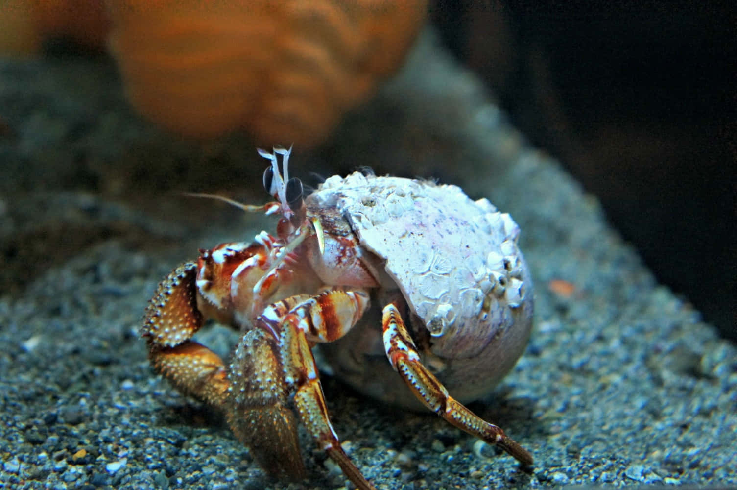 hermit crab, striped claws, speckled shell, HD Desktop Wallpaper