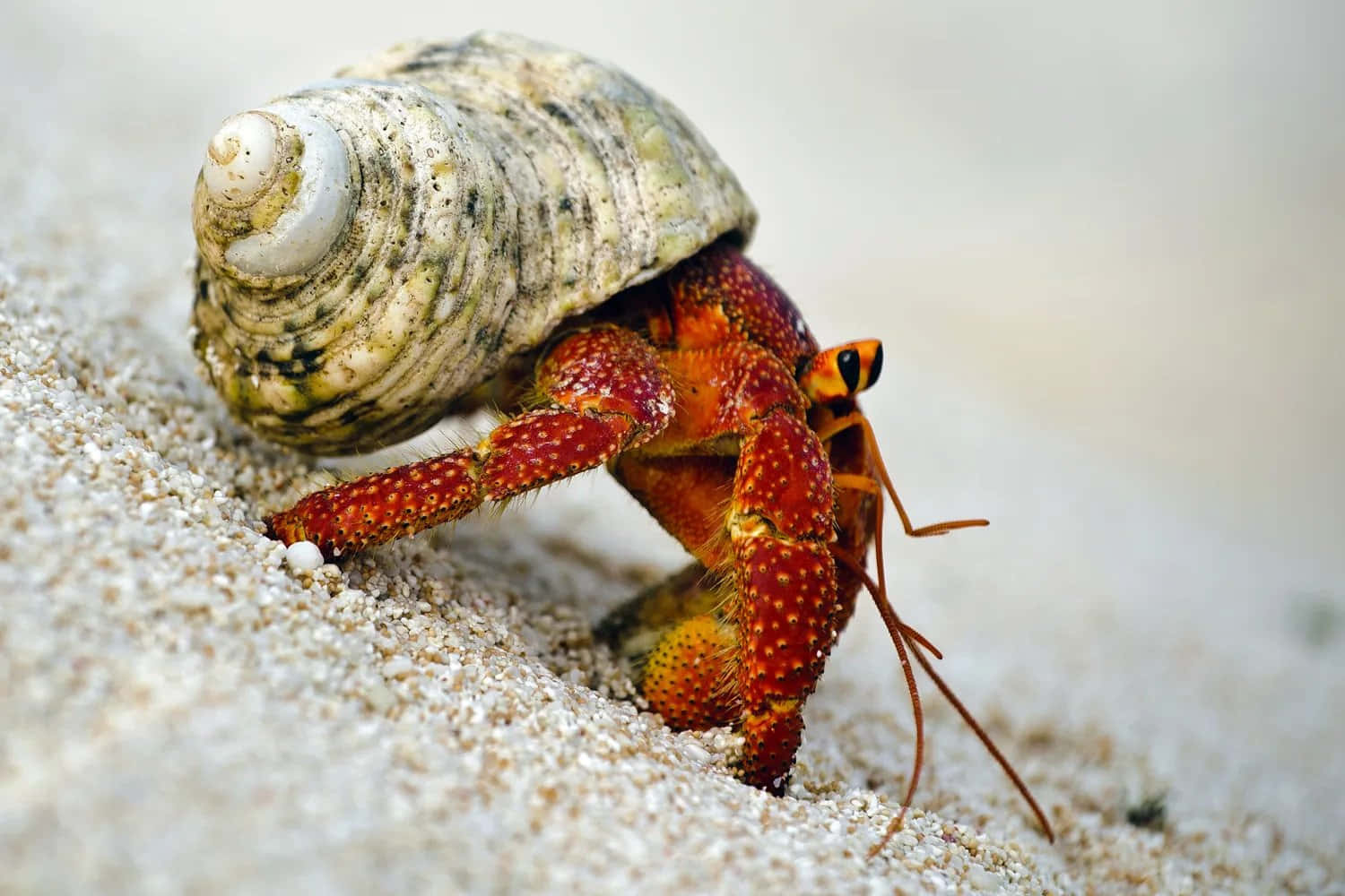 hermit crab, vibrant red, spotted claws, HD Desktop Wallpaper