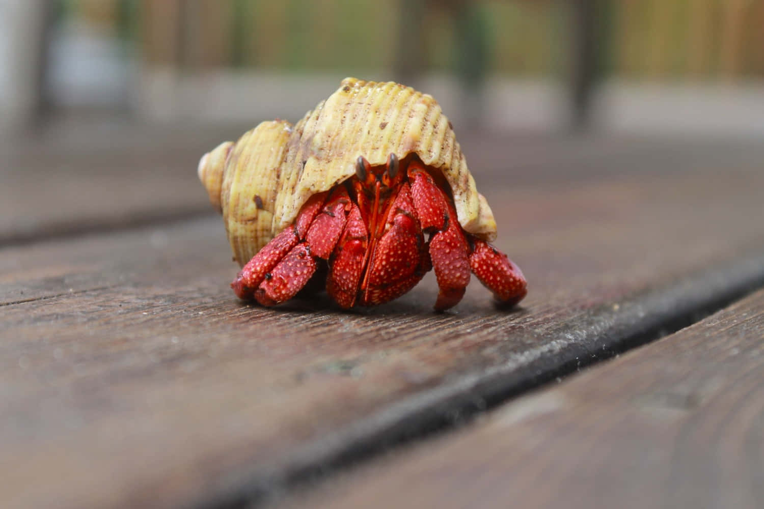 hermit crab, vibrant red, textured shell, HD Desktop Wallpaper