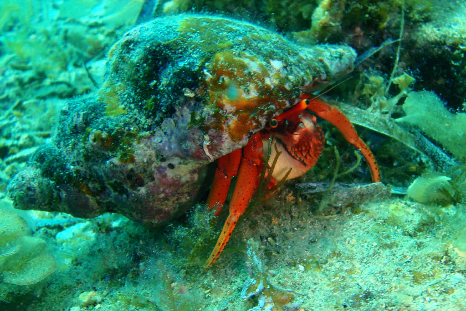 hermit crab, mossy conch shell, sandy ocean floor, HD Desktop Wallpaper