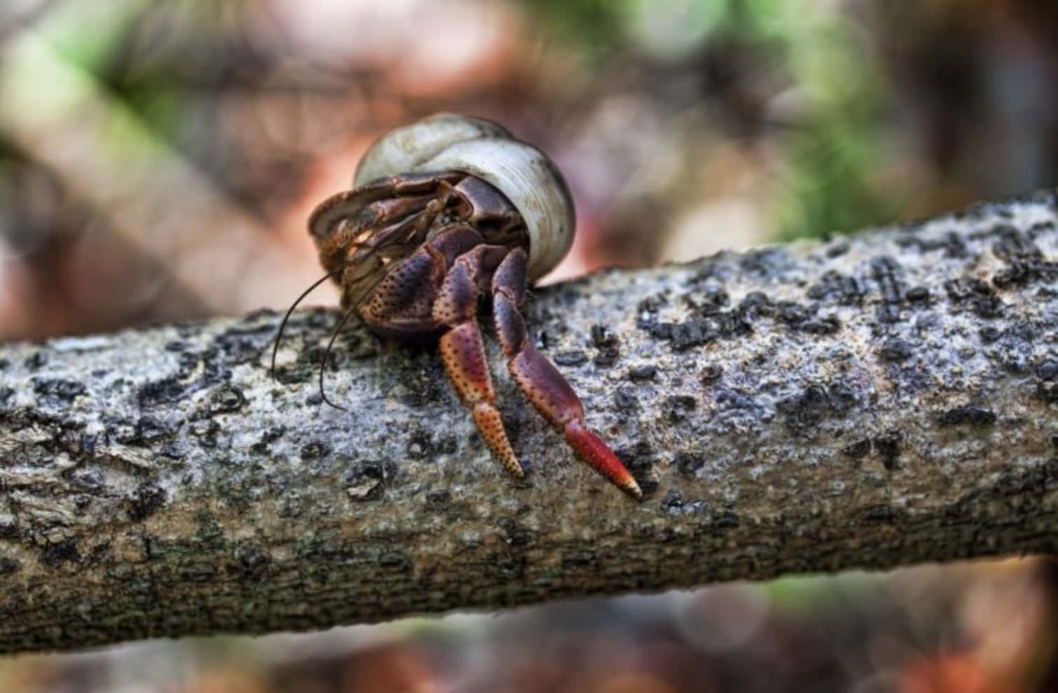 hermit crab, vibrant red claws, mossy tree branch, HD Desktop Wallpaper