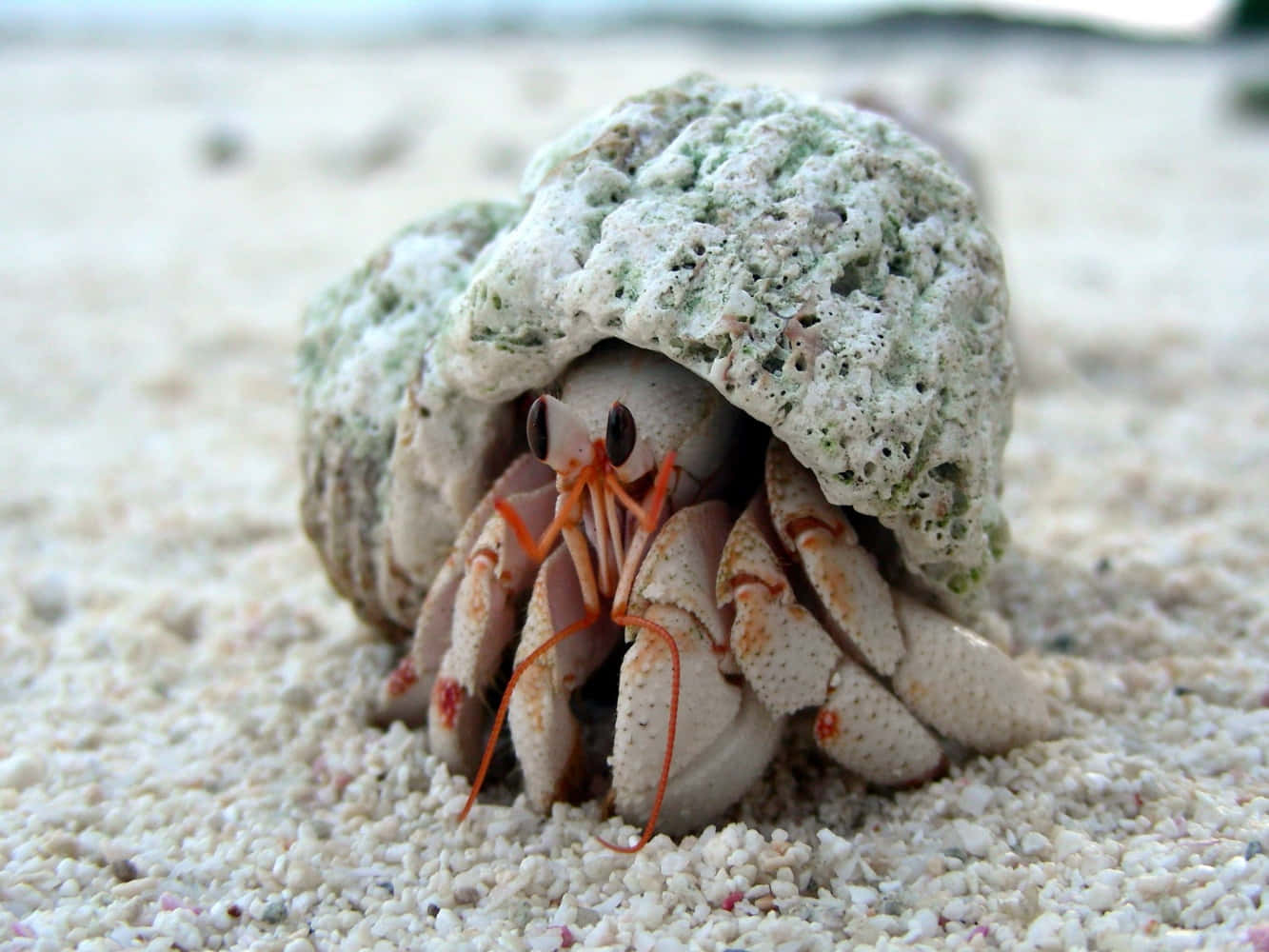 hermit crab, orange claws, textured shell, HD Desktop Wallpaper