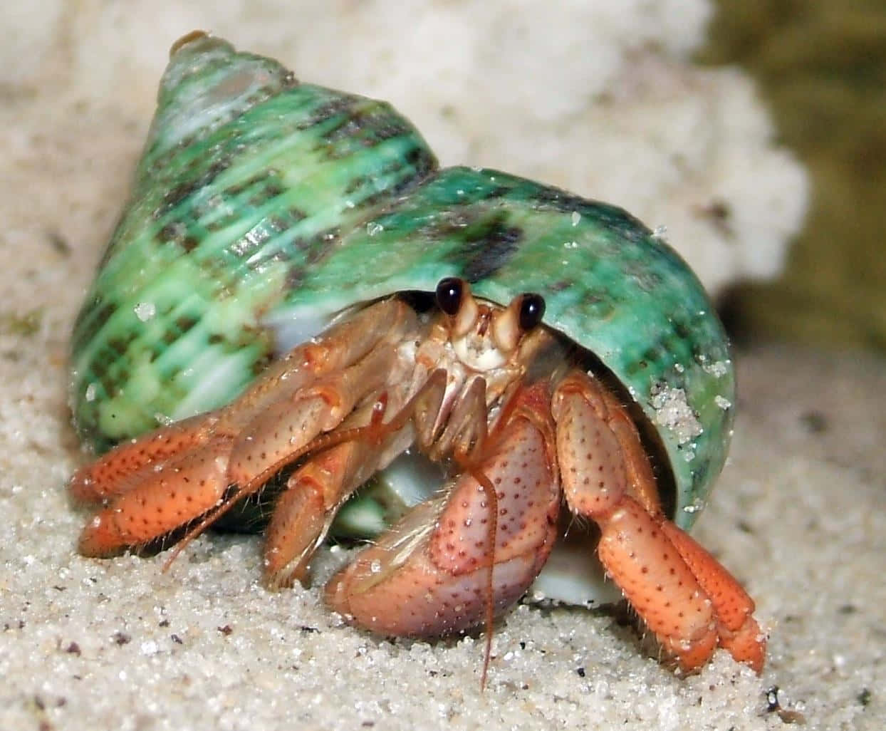 hermit crab, orange spotted claws, green and brown striped shell, SD Desktop Wallpaper