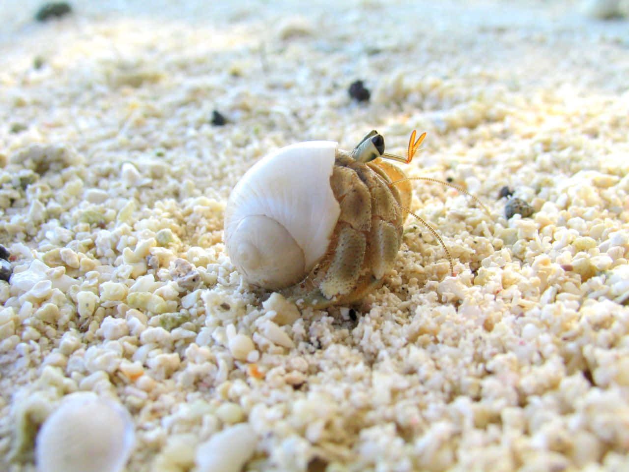 hermit crab, white shell, coarse sand, HD Desktop Wallpaper