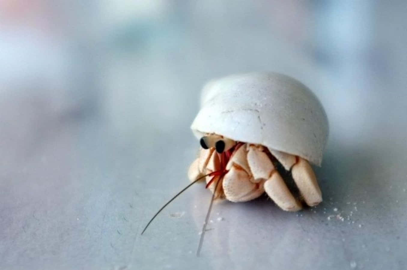 hermit crab, white shell, smooth gray surface, HD Desktop Wallpaper