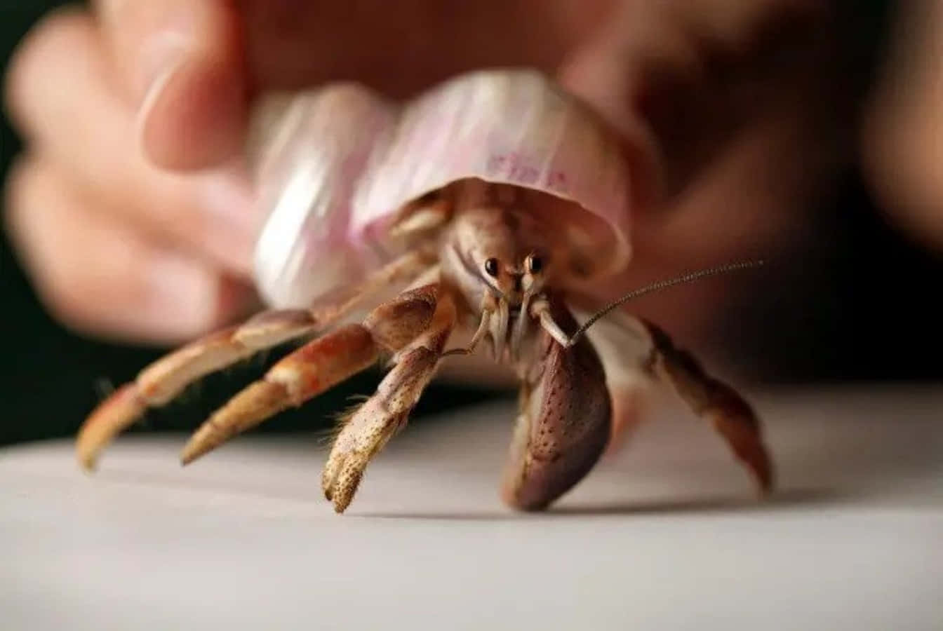 hermit crab, pink shell, natural habitat, HD Desktop Wallpaper