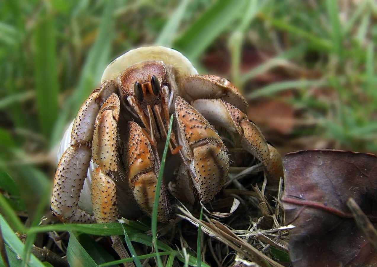 hermit crab, spotted claws, green grass, SD Desktop Wallpaper