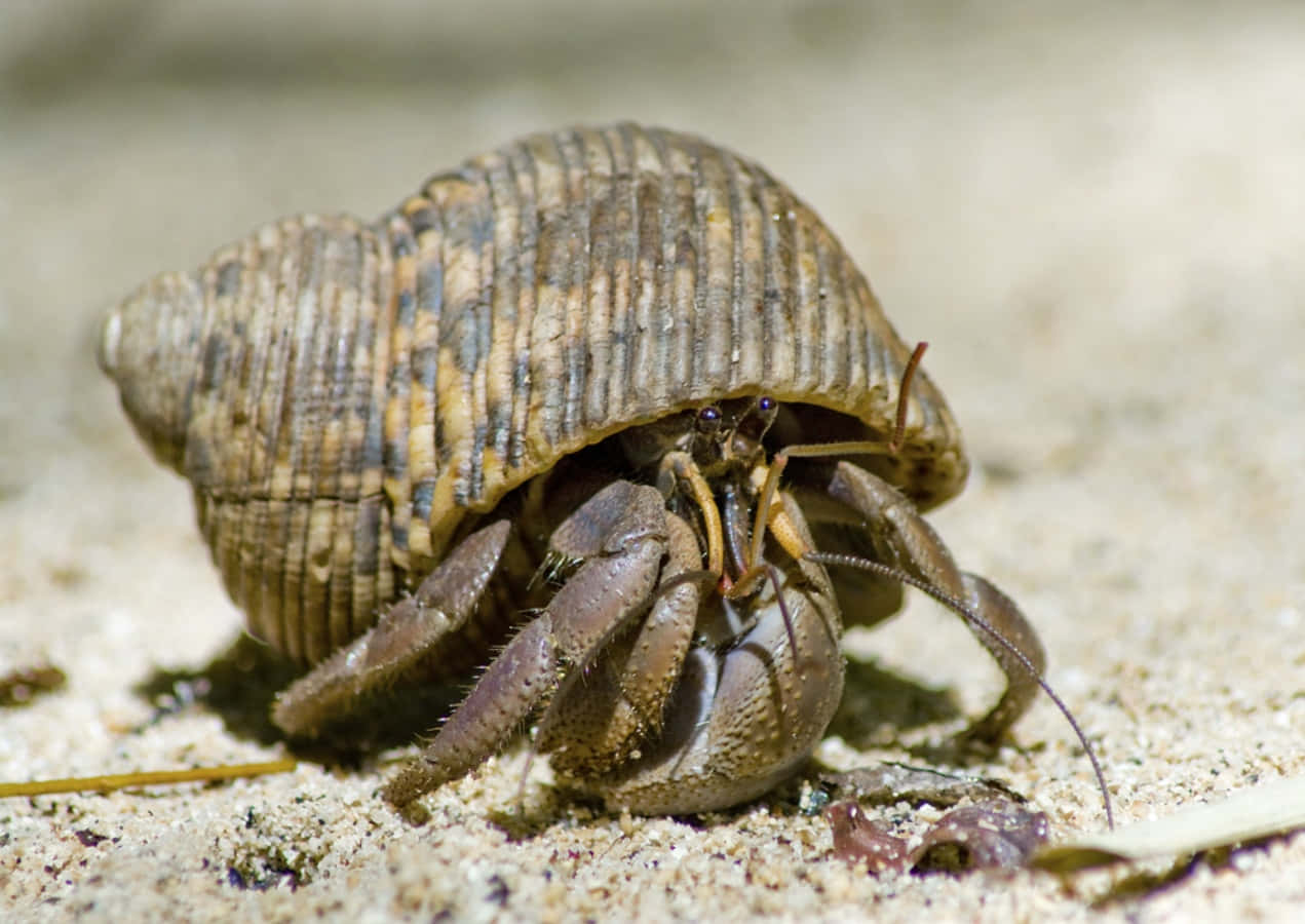 hermit crab, striped shell, sandy beach, SD Desktop Wallpaper