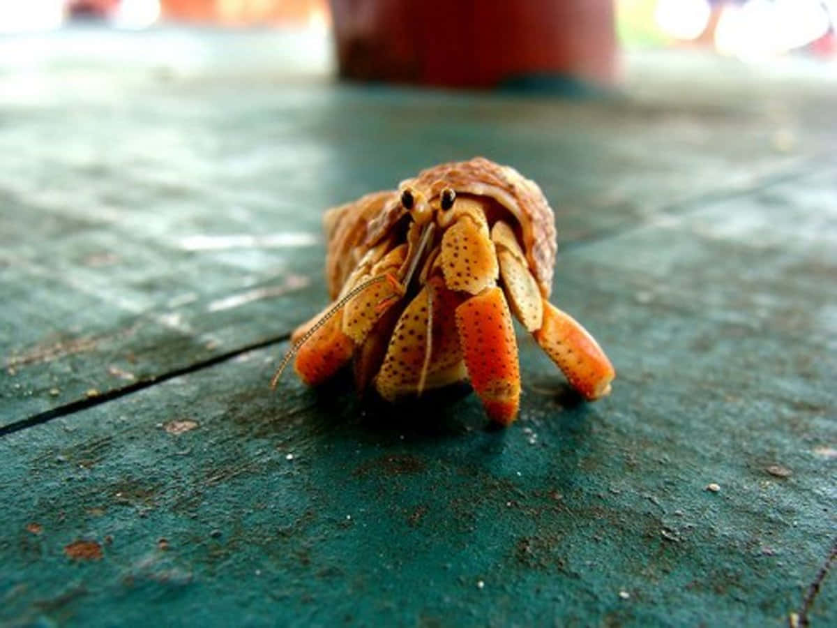 hermit crab, orange spotted claws, shell, SD Desktop Wallpaper