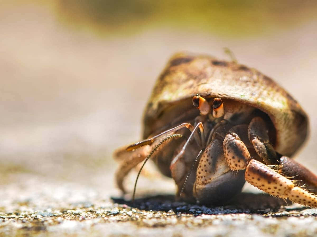 hermit crab, spiral shell, sandy surface, SD Desktop Wallpaper