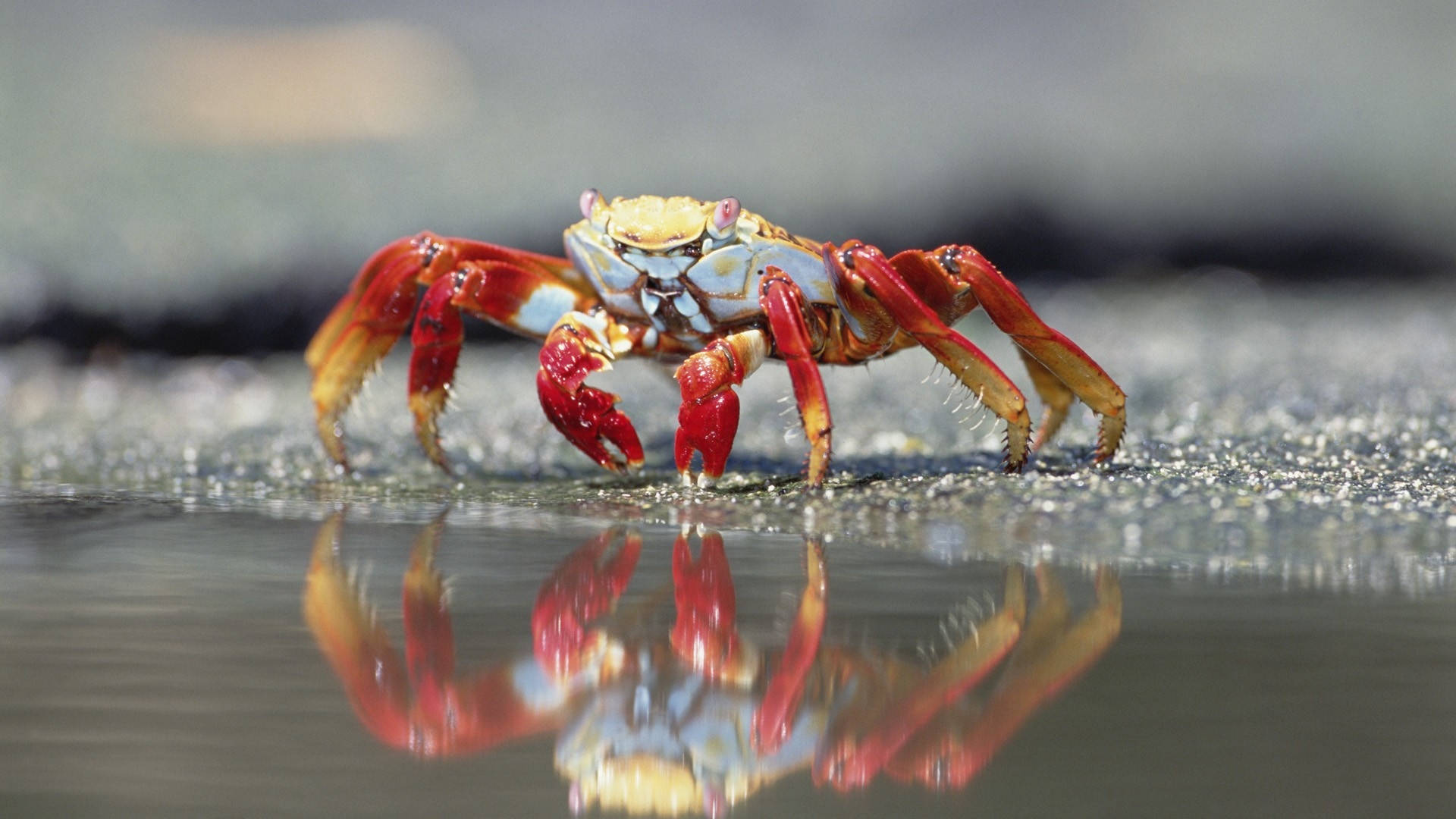 hairy red crab, vibrant red, blue accents, Full HD Desktop Wallpaper