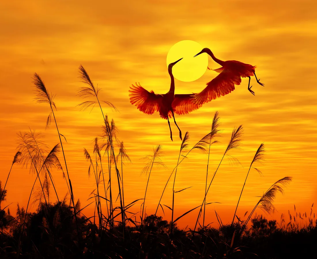 Heron