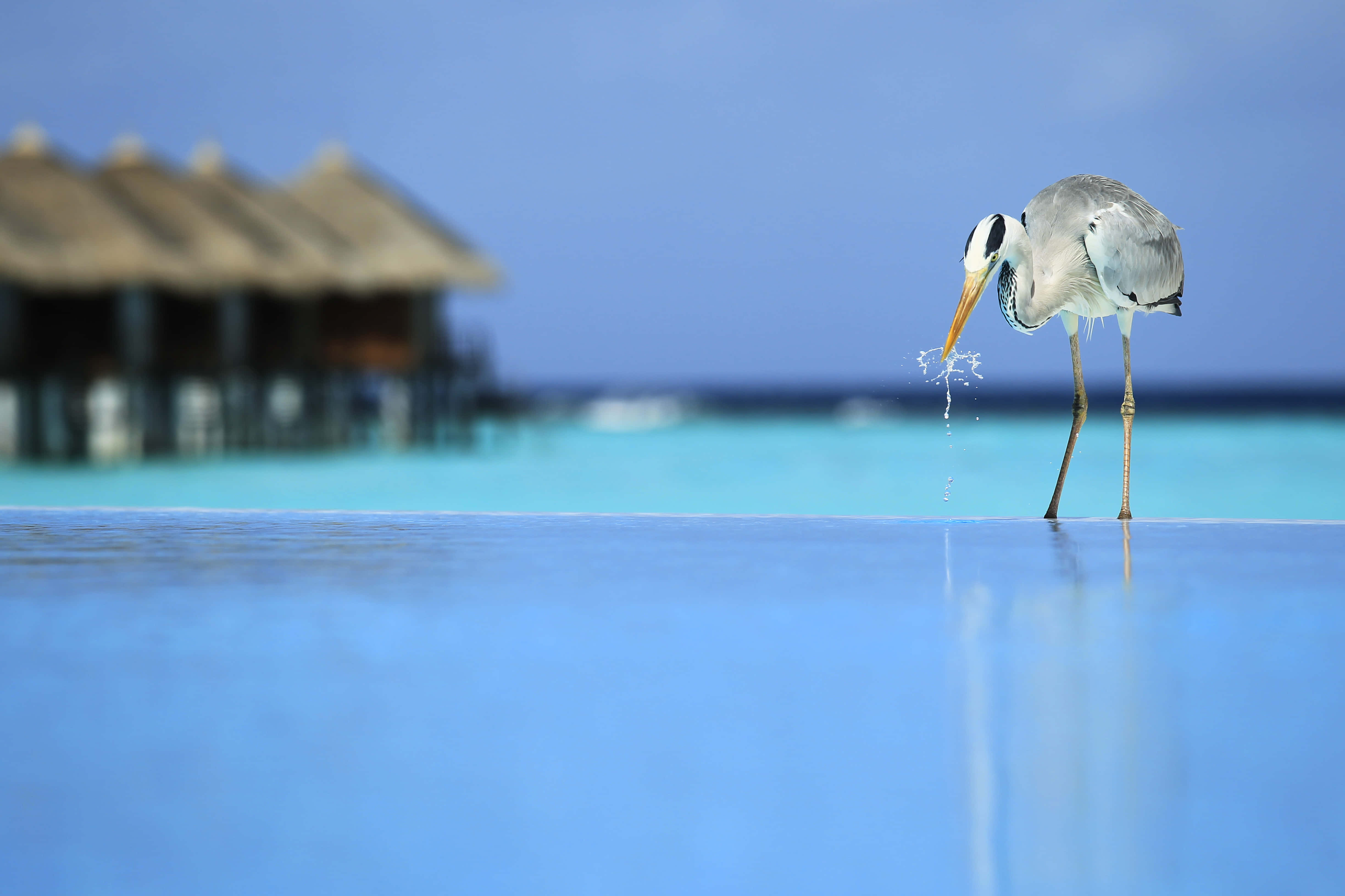 Heron, waterfront resort, crystal blue water, 4K Desktop Wallpaper
