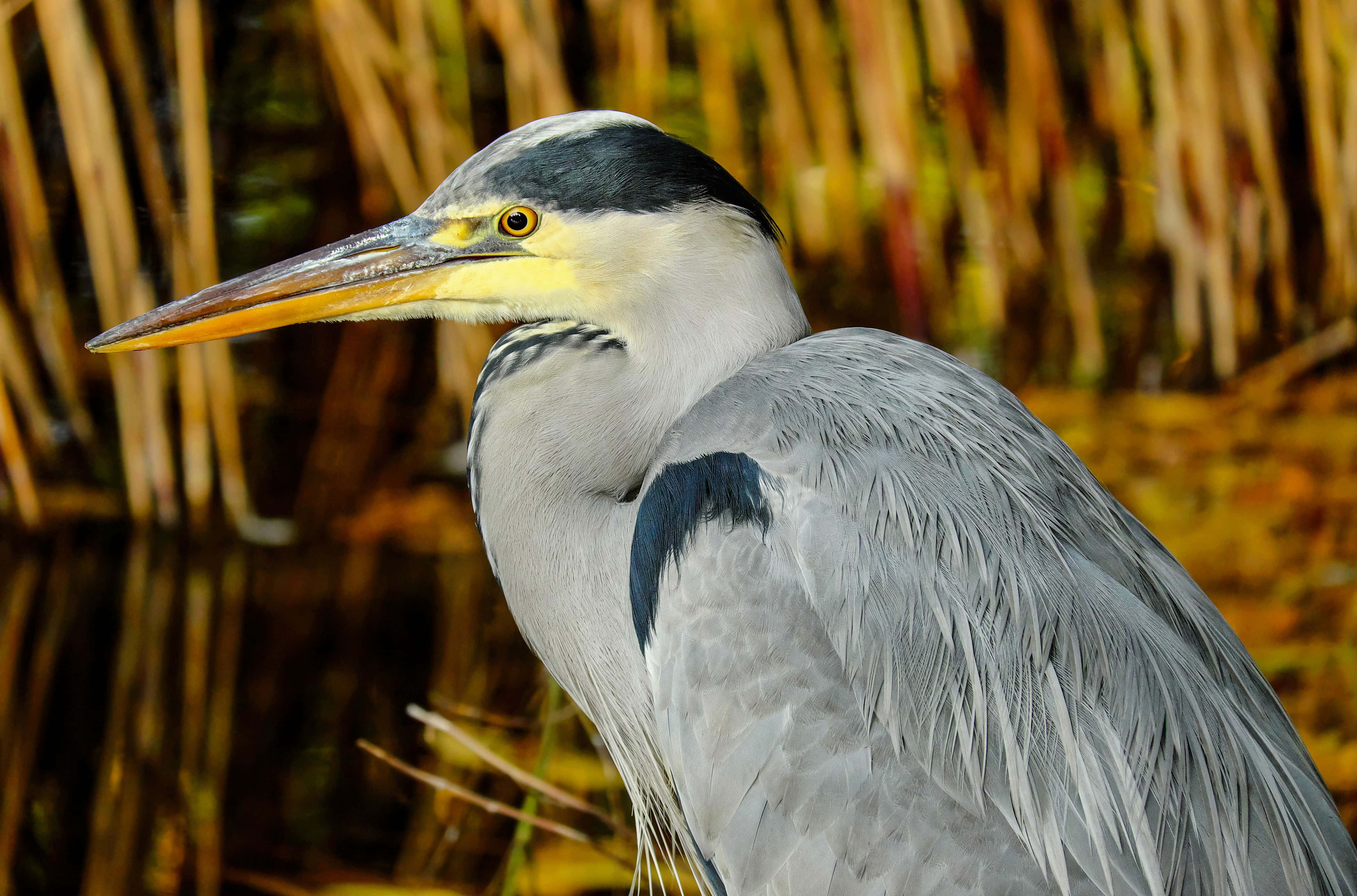 grey heron, reeds, warm golden light, 4K Desktop Wallpaper