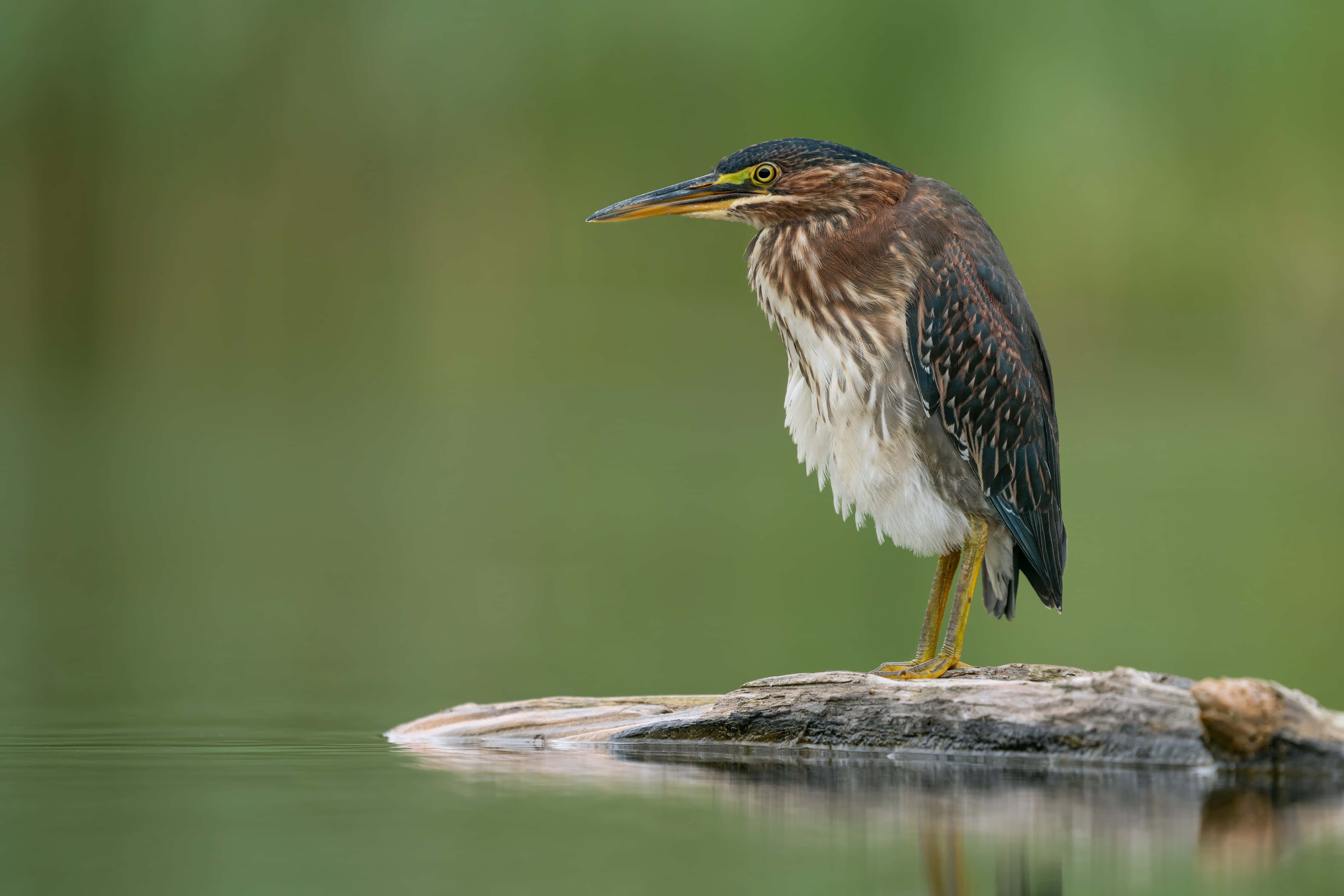Green Heron, weathered log, calm water, 4K Desktop Wallpaper