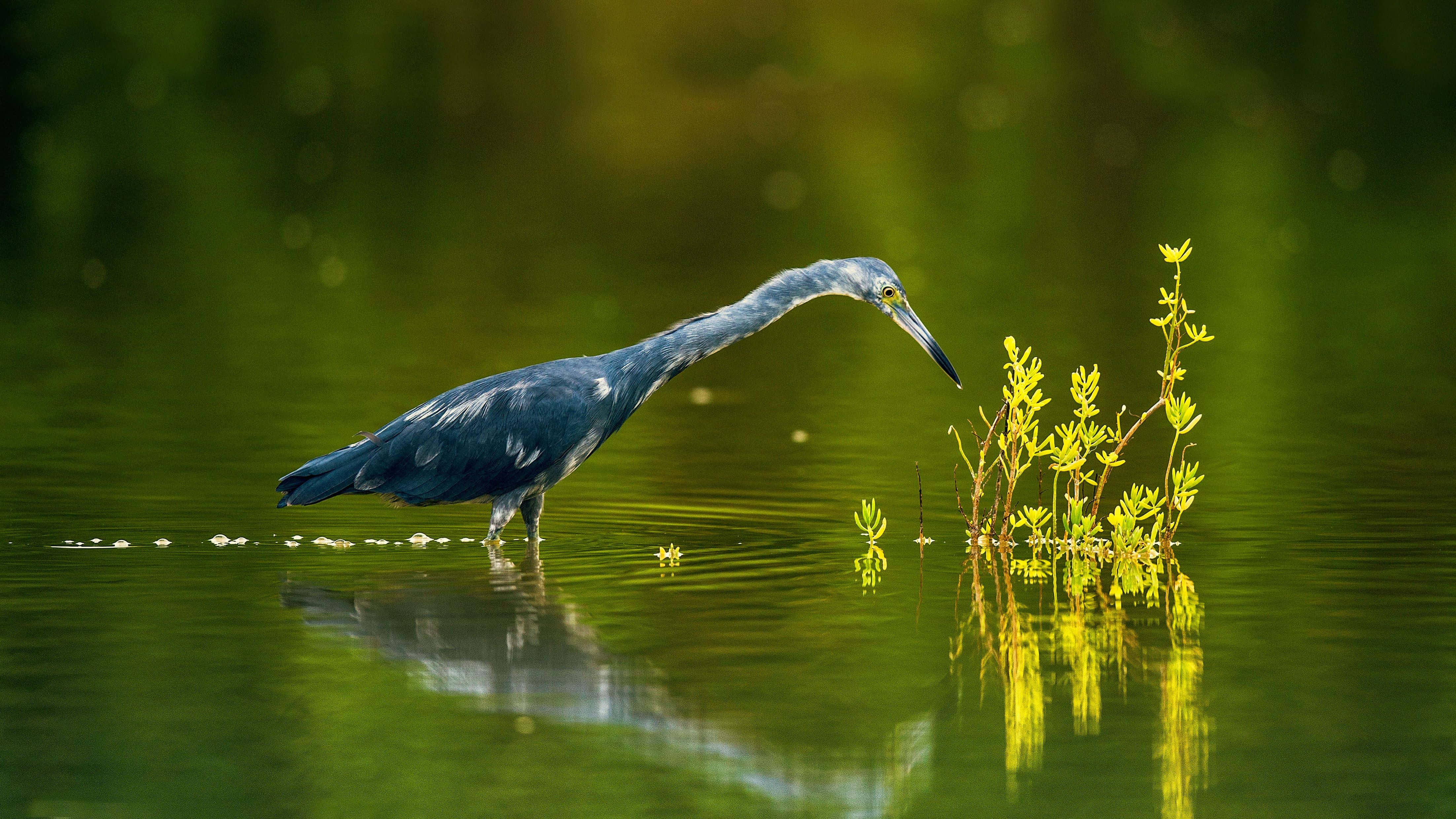 Heron, blue heron, calm green water, 4K Desktop Wallpaper