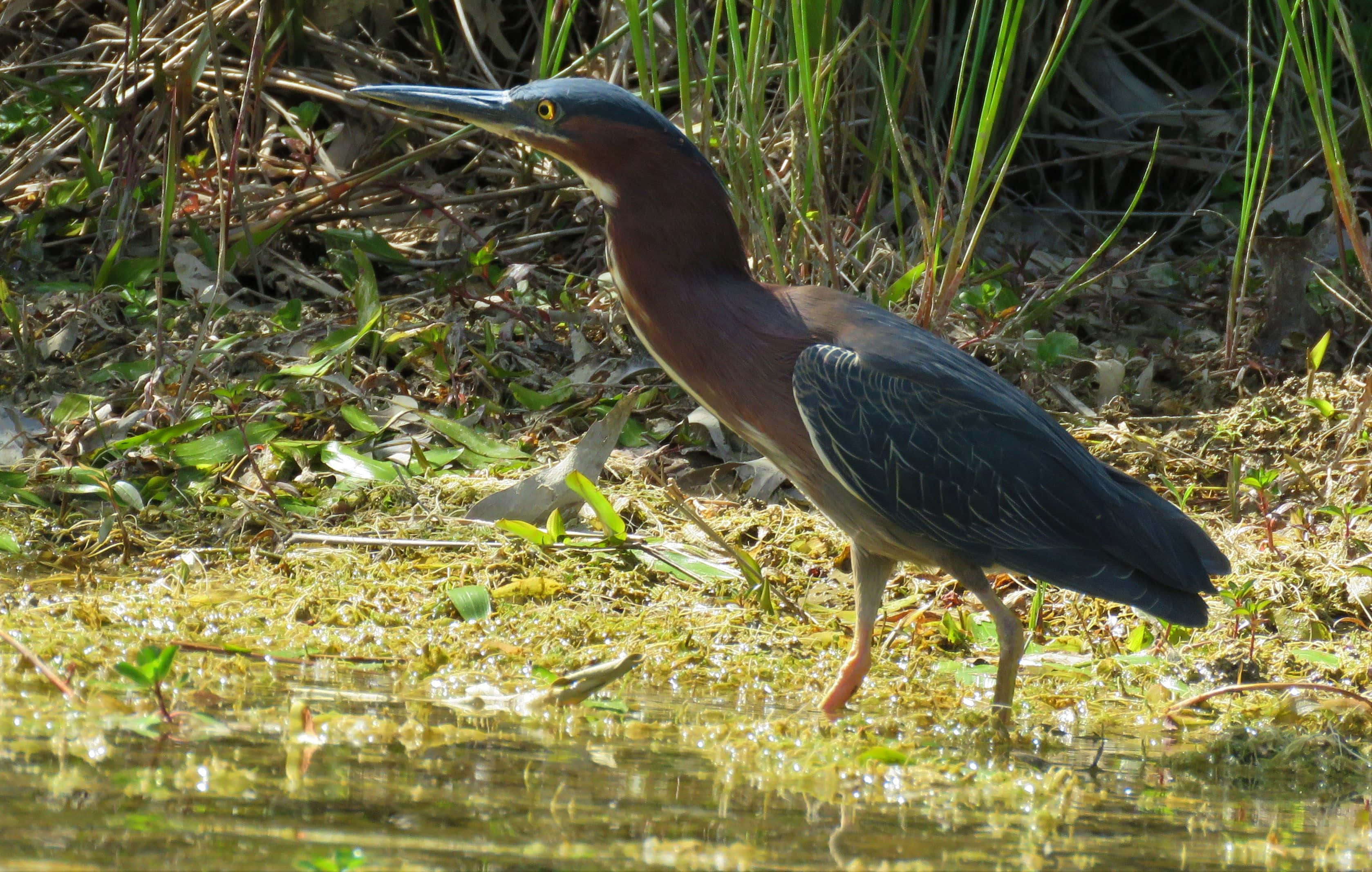 green heron, shallow water, reeds, 2K Desktop Wallpaper