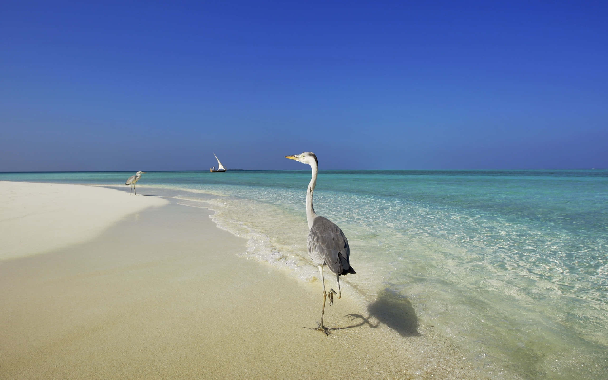 Heron, tropical beach, white sand beach, 2K Desktop Wallpaper