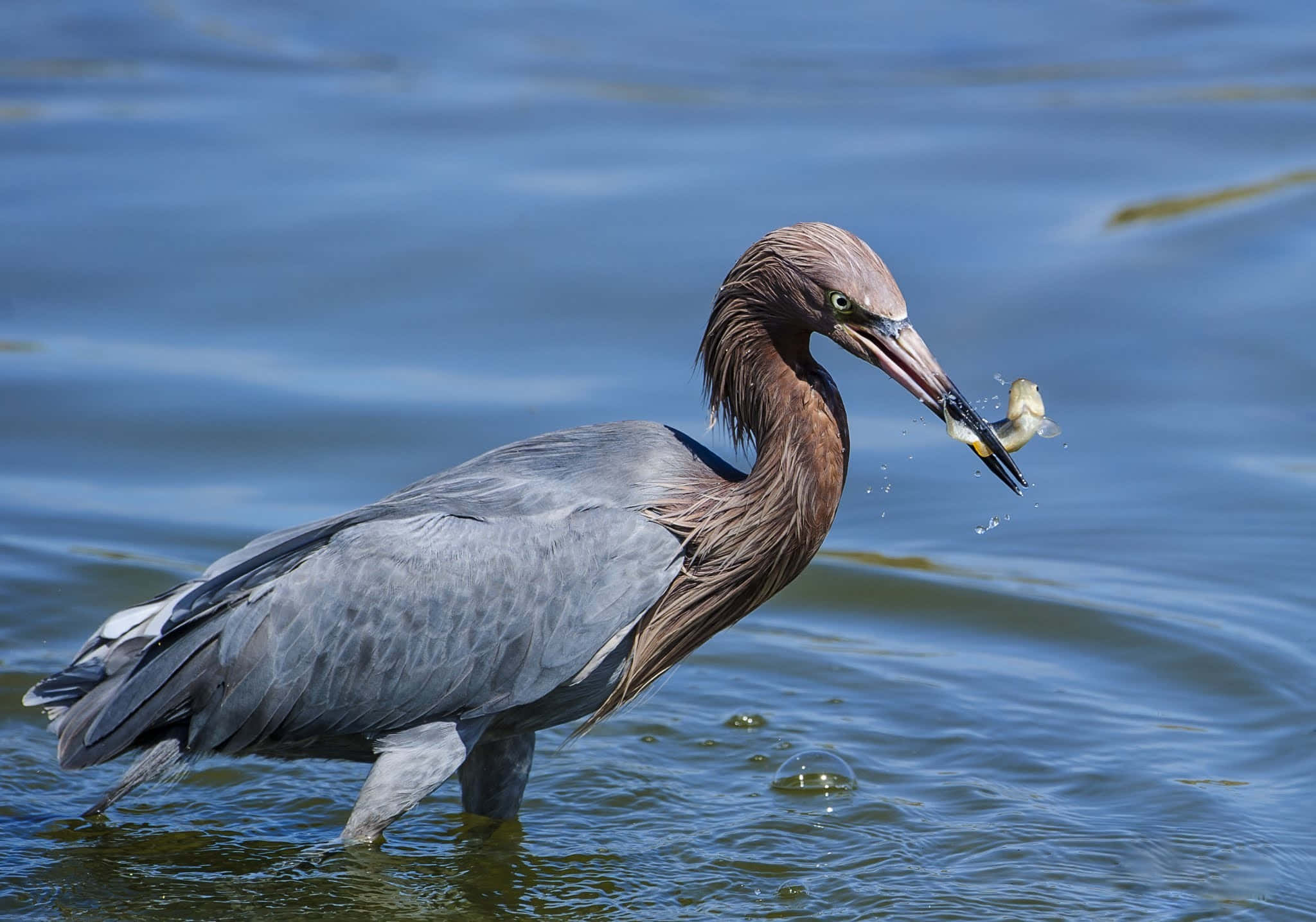 Heron, reddish-brown, shallow water, Full HD Desktop Wallpaper
