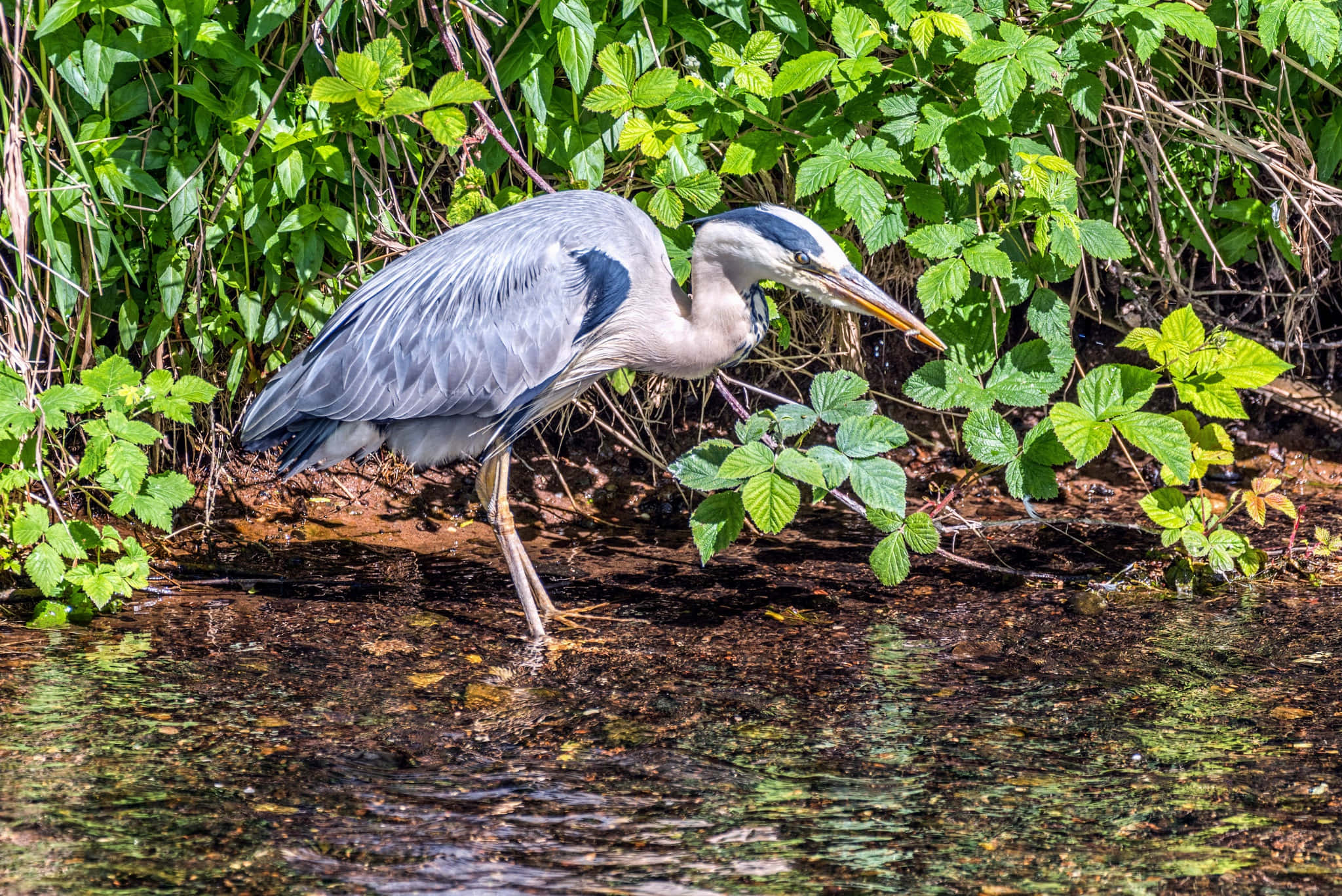 grey heron, water's edge, shallow water, Full HD Desktop Wallpaper