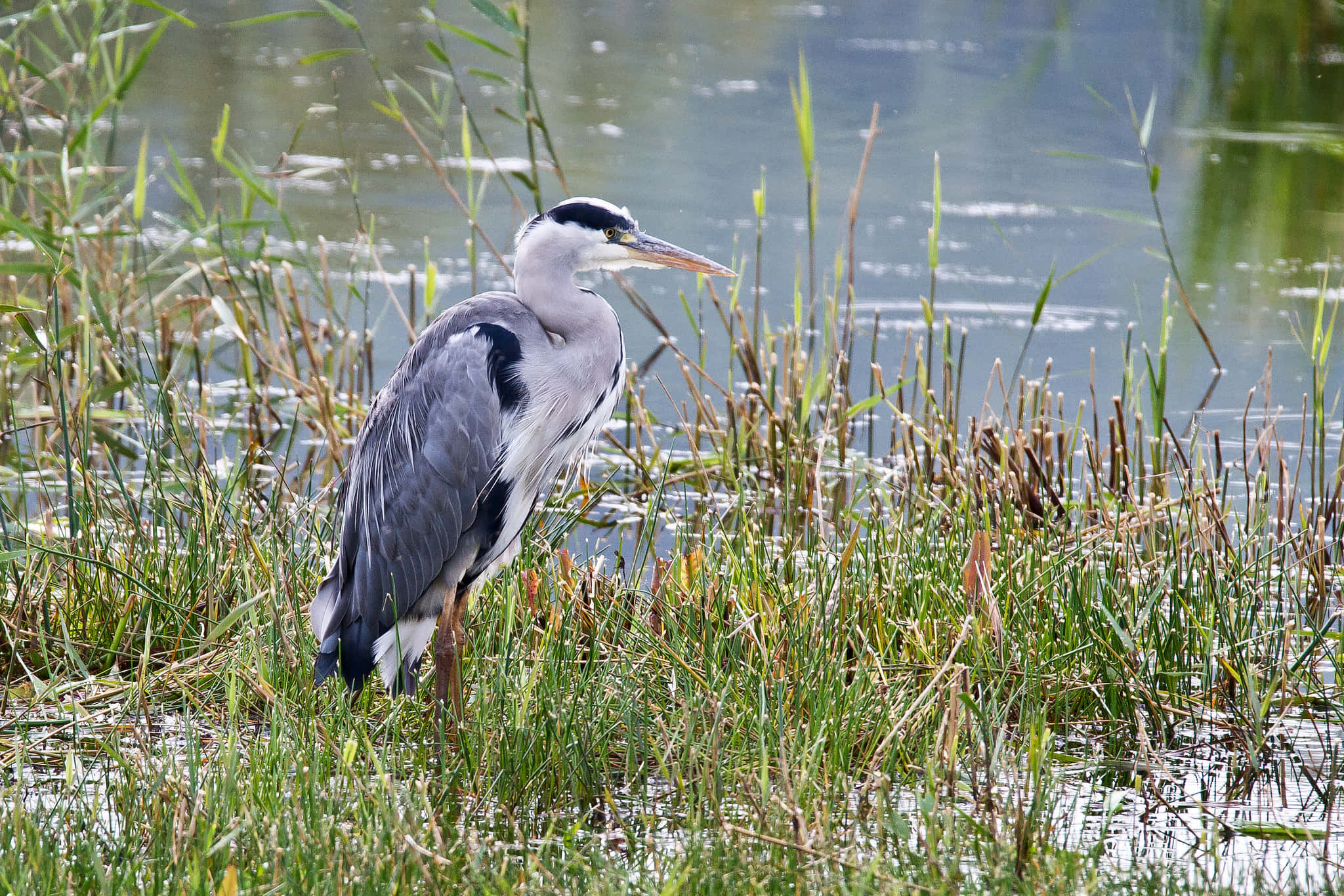 grey heron, waterside, sunlit reeds, Full HD Desktop Wallpaper