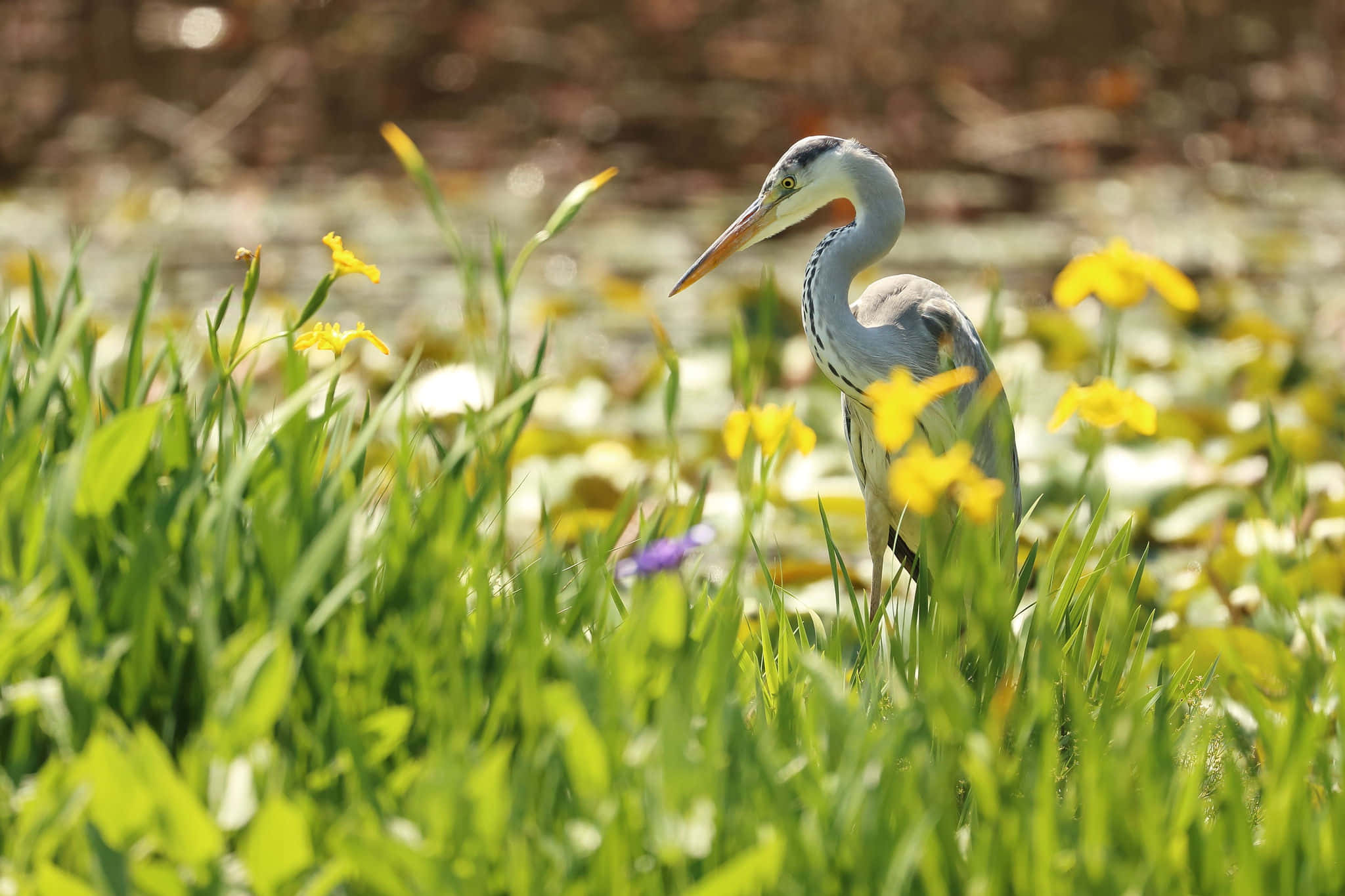 grey heron, yellow flowers, vibrant green grass, Full HD Desktop Wallpaper