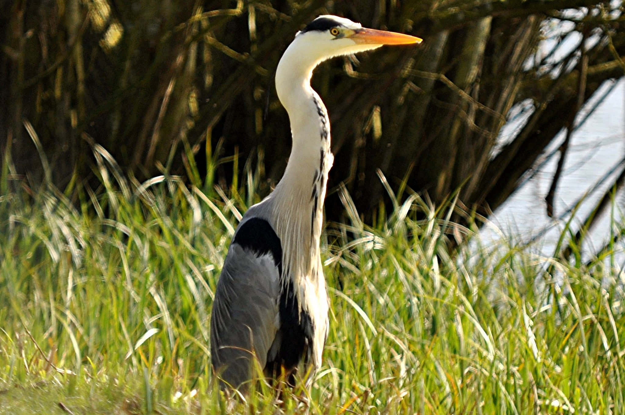 grey heron, sunlit green grass, water, Full HD Desktop Wallpaper