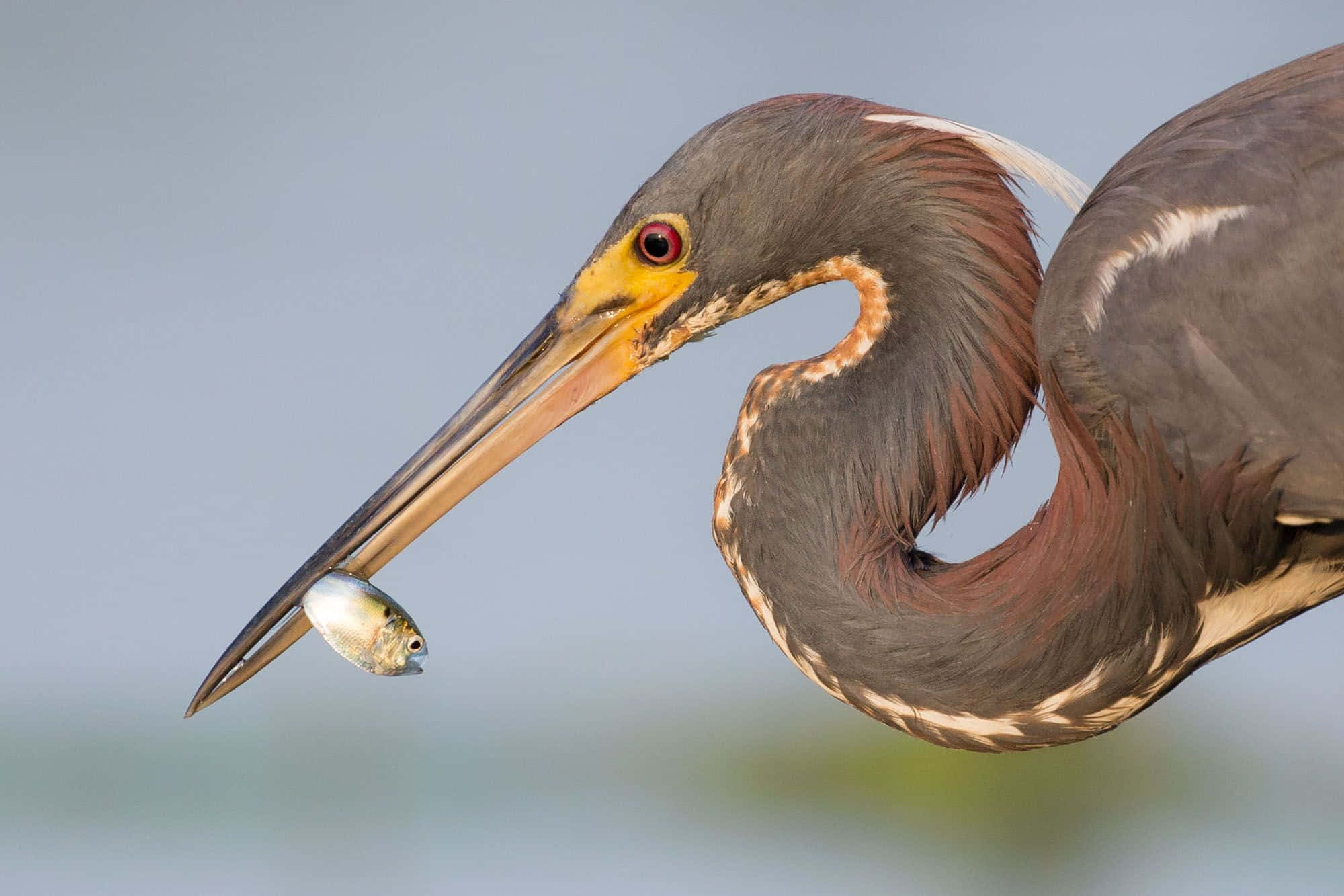 Heron, tri-colored, silver fish, Full HD Desktop Wallpaper