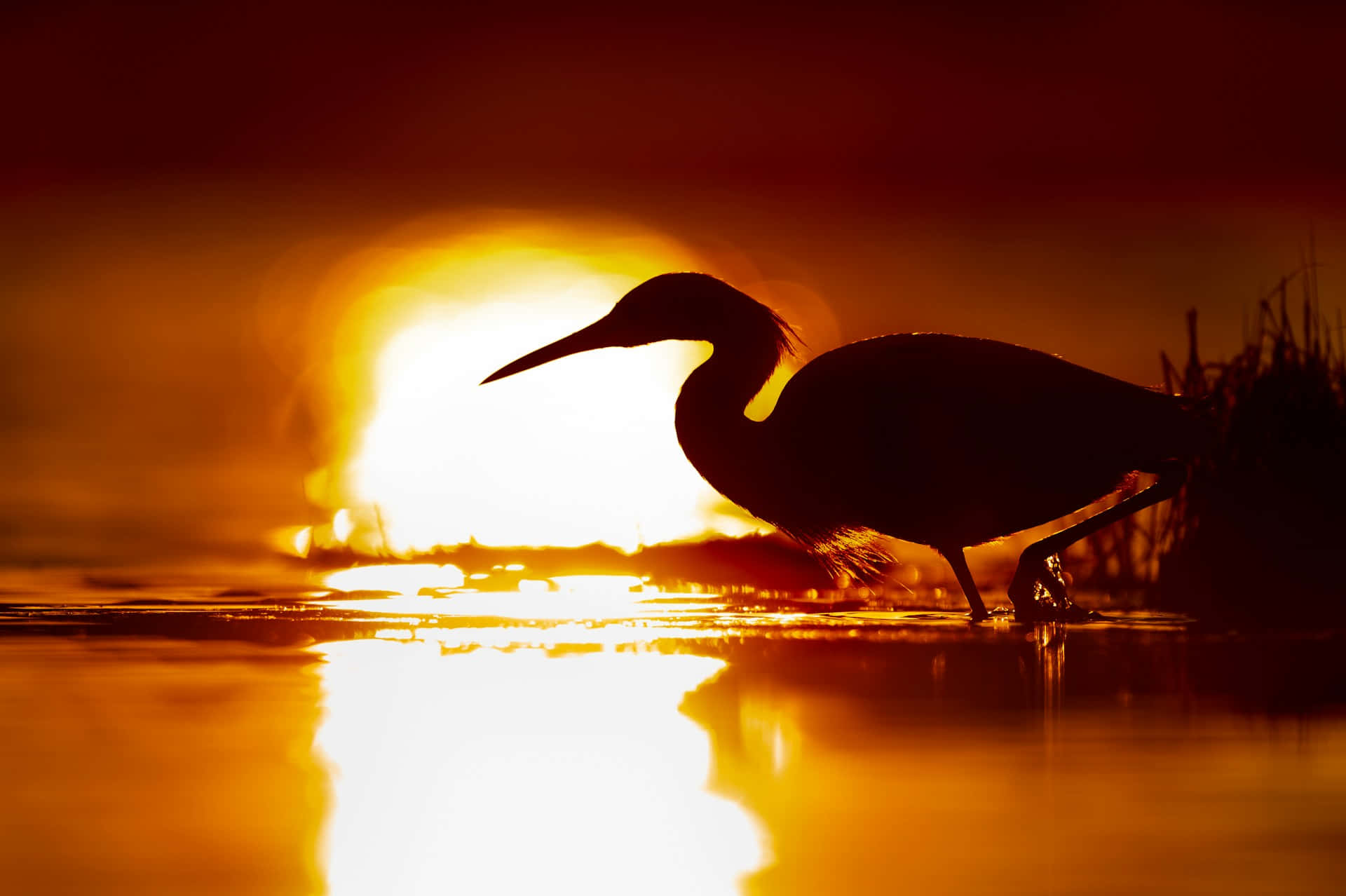 heron, sunset, shallow water, Full HD Desktop Wallpaper